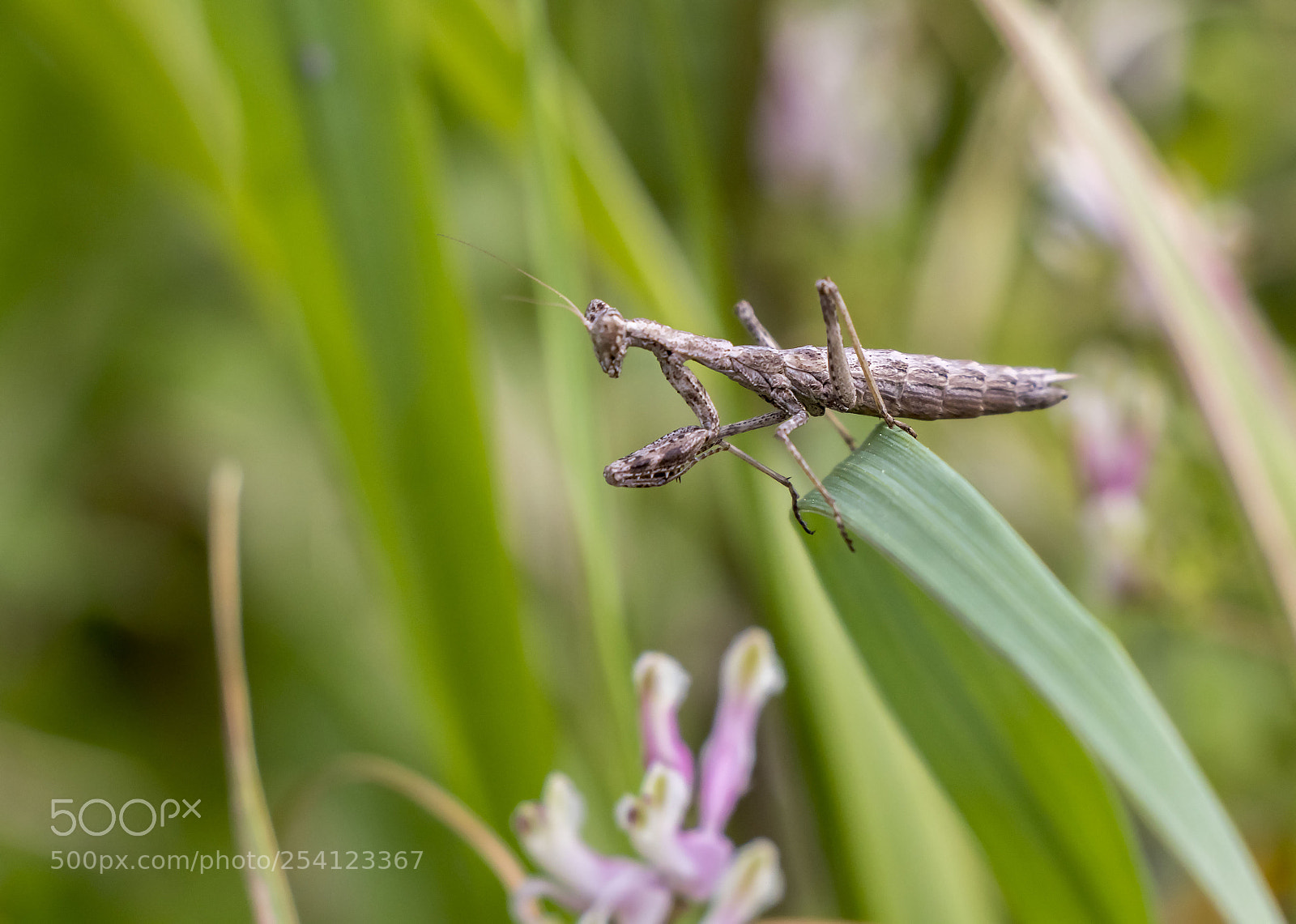 Canon EOS 77D (EOS 9000D / EOS 770D) sample photo. Peygamber devesi photography