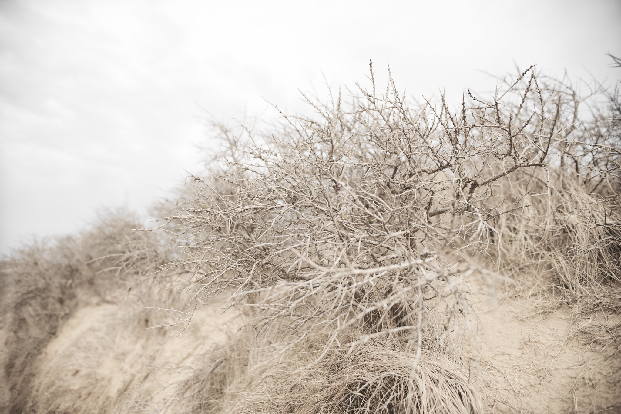 Nikon D800 sample photo. Danish desert photography