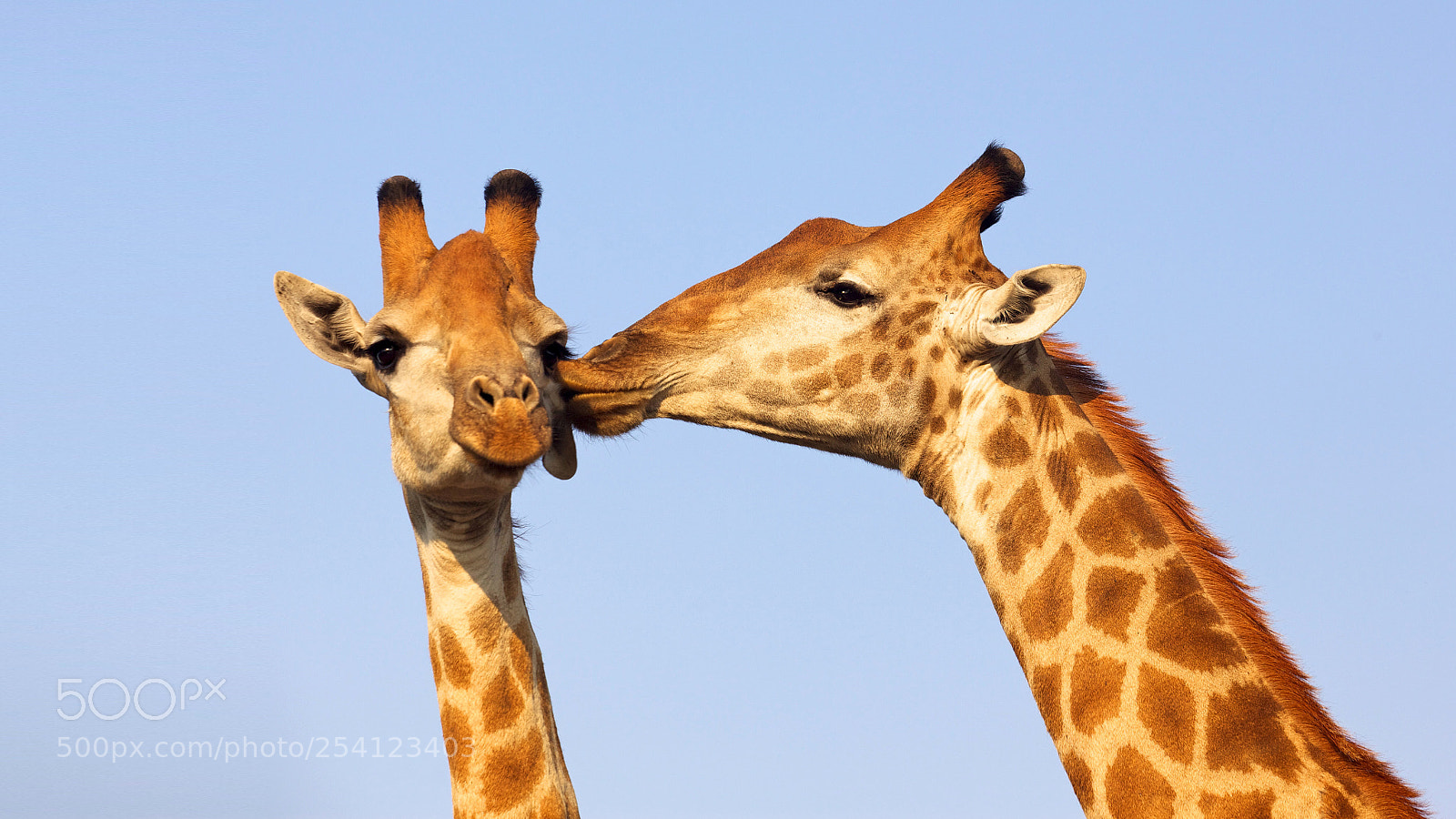 Canon EOS 5D Mark II sample photo. The kiss photography