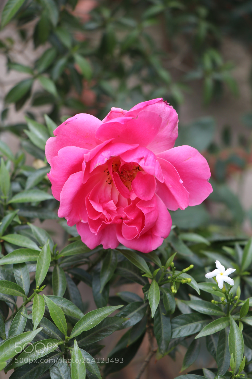Canon EOS 80D sample photo. Img photography