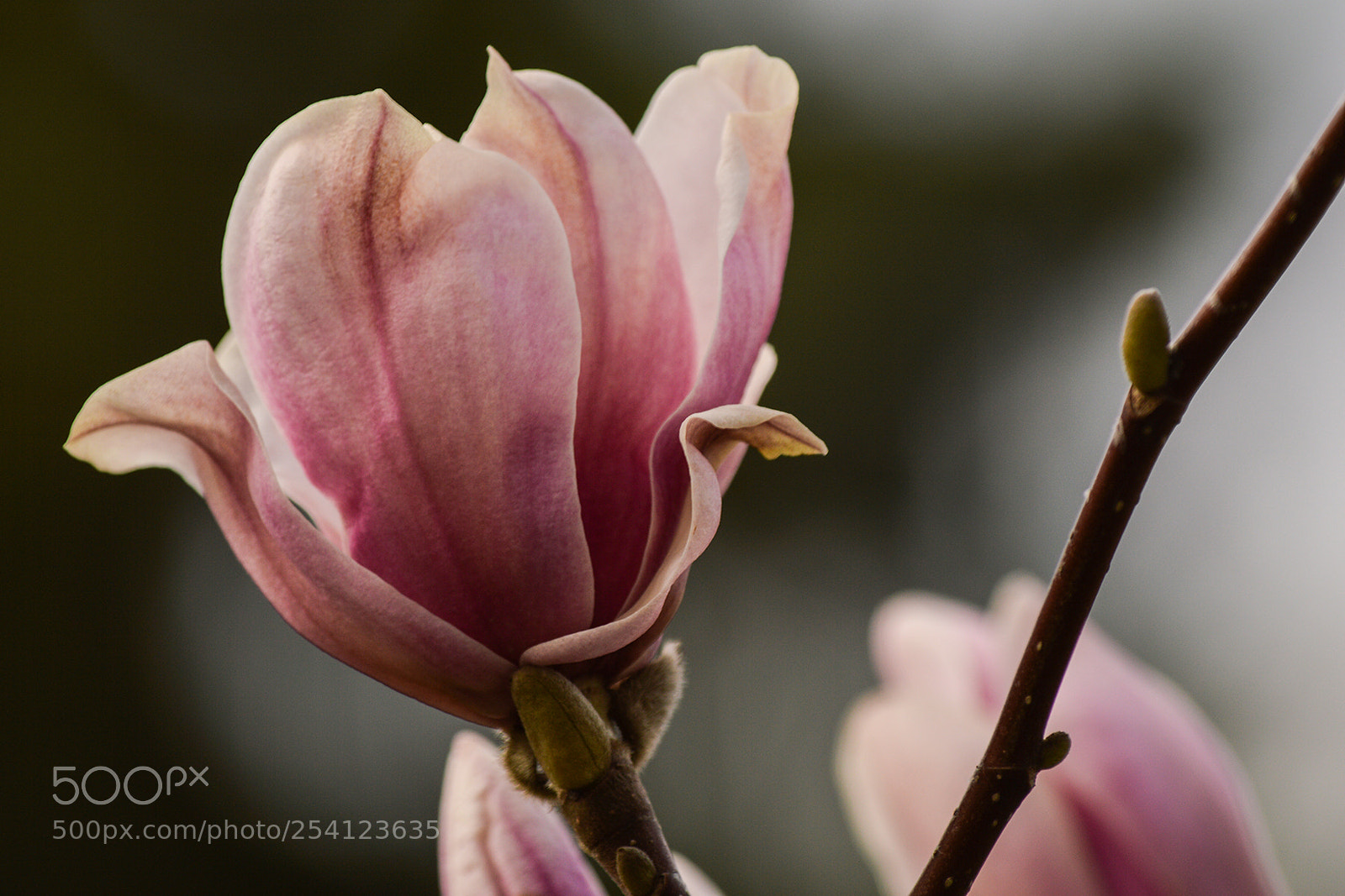 Nikon D3200 sample photo. Magnolia photography