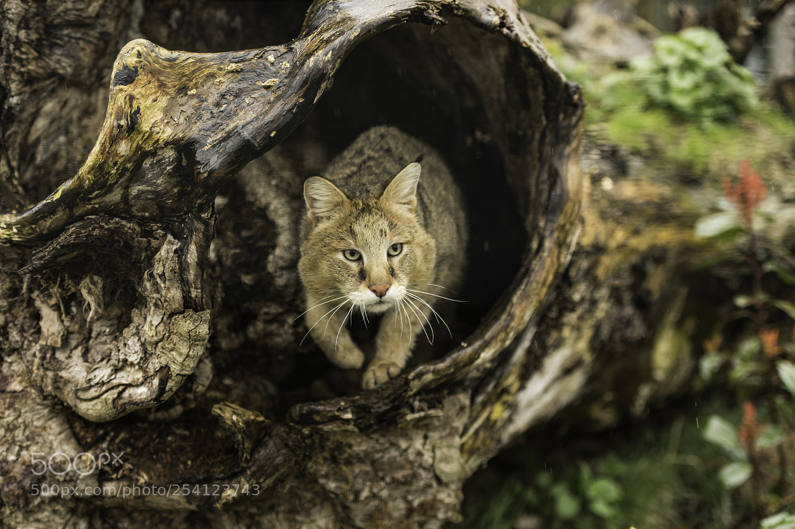 Nikon D5 sample photo. Jungle cat series photography