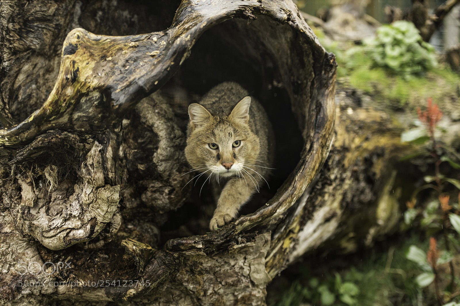 Nikon D5 sample photo. Jungle cat series photography