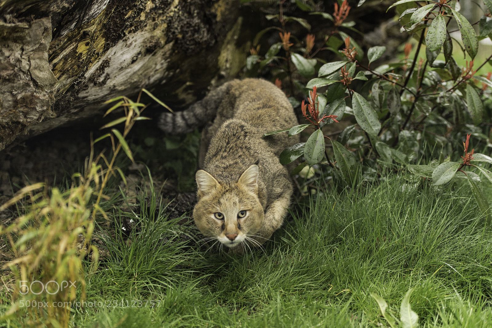 Nikon D5 sample photo. Jungle cat series photography