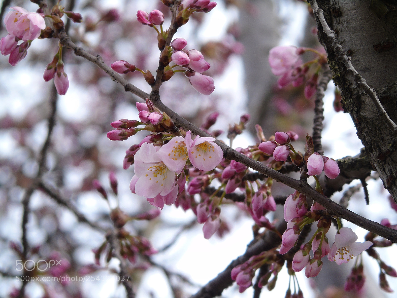 Sony Cyber-shot DSC-H400 sample photo. Pink blossom in early photography