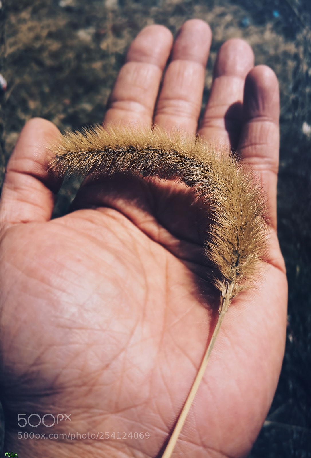 HUAWEI Mate 10 sample photo. Untitled photography