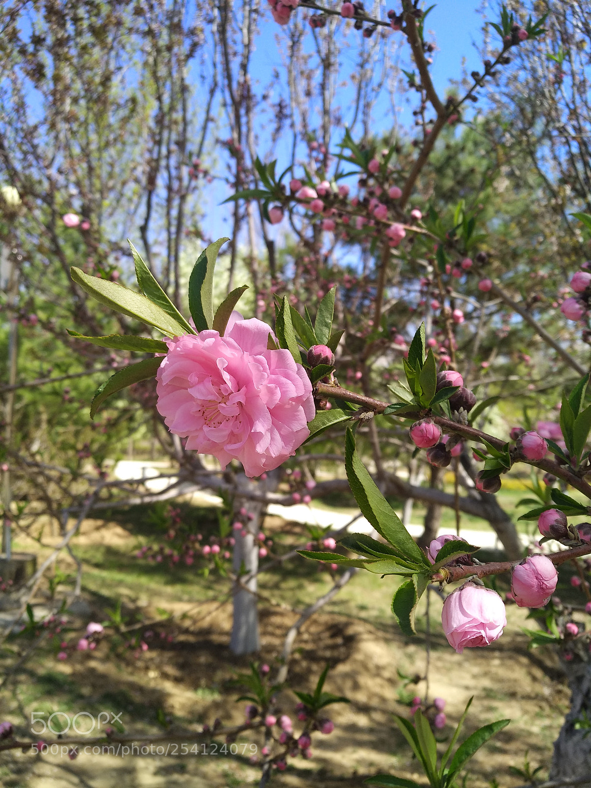 Xiaomi MI MAX 2 sample photo. Untitled photography