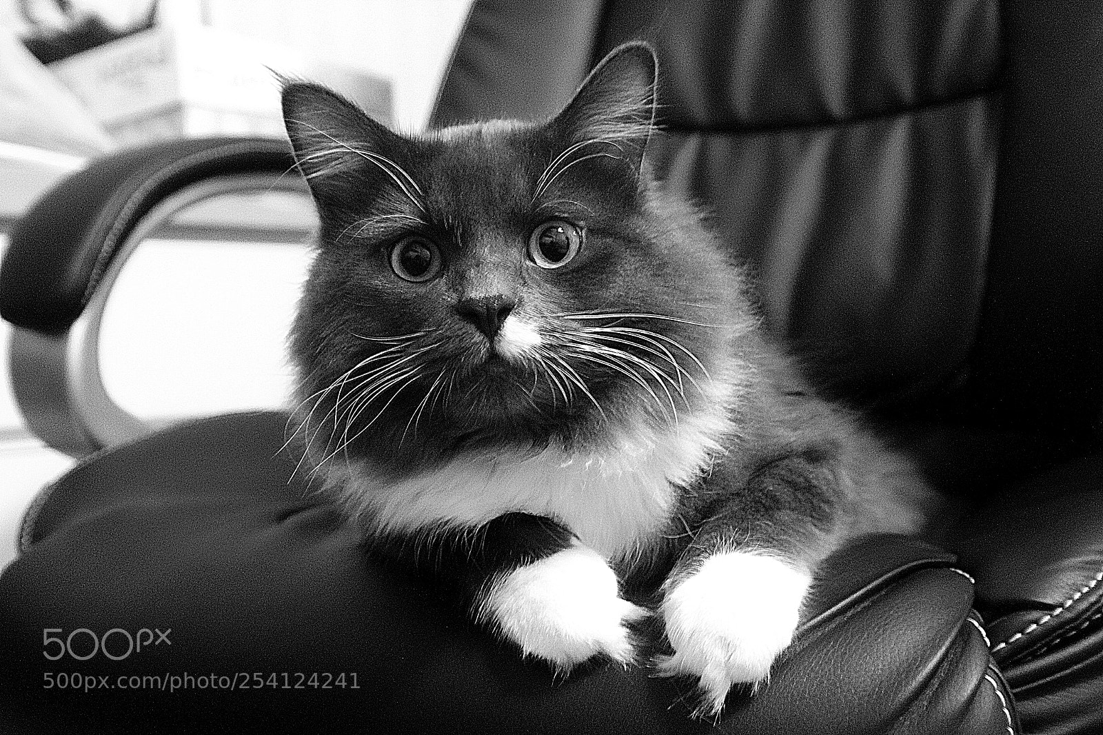 Canon EOS 60D sample photo. Oreo siberian cat photography