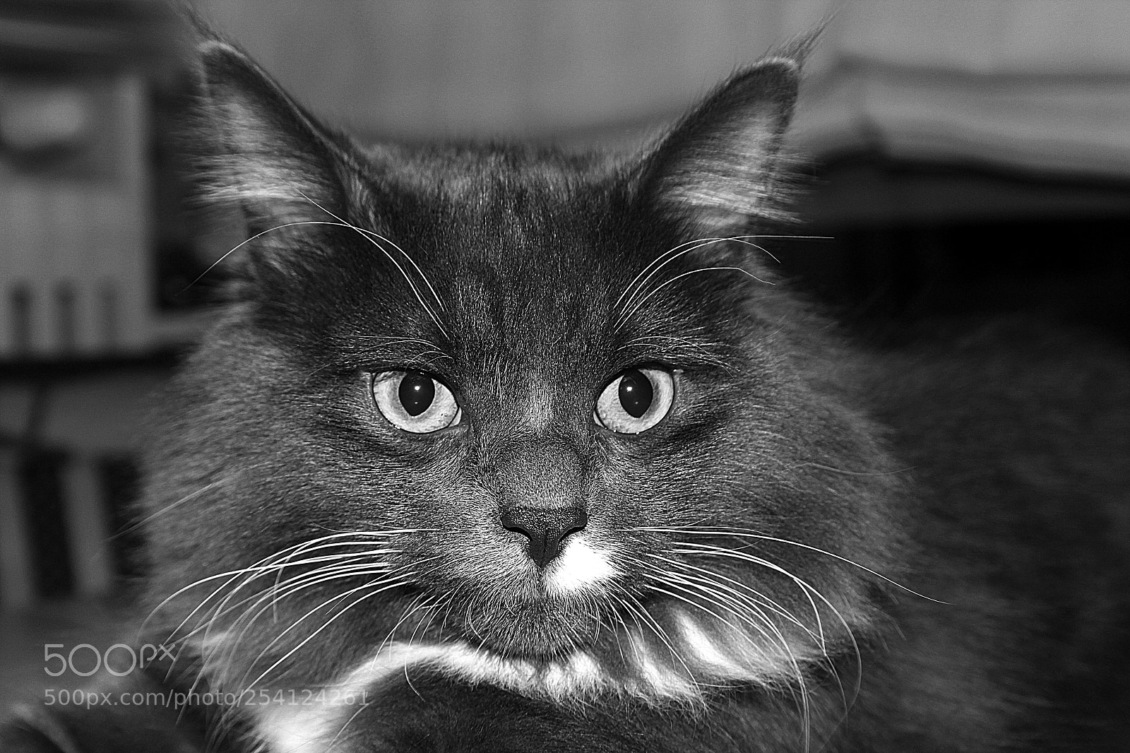 Canon EOS 60D sample photo. Oreo siberian cat photography