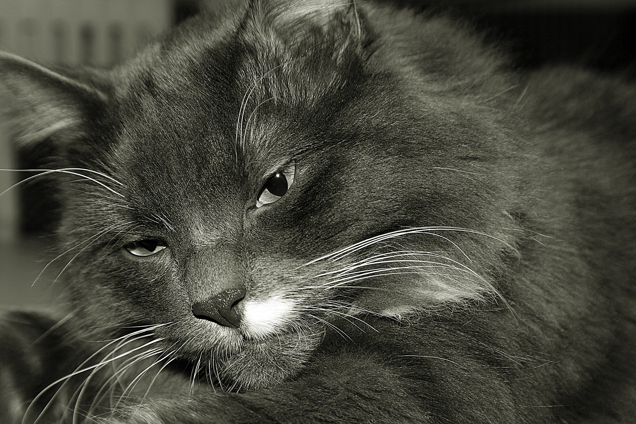 Canon EF-S 18-55mm F3.5-5.6 II sample photo. Oreo siberian cat photography