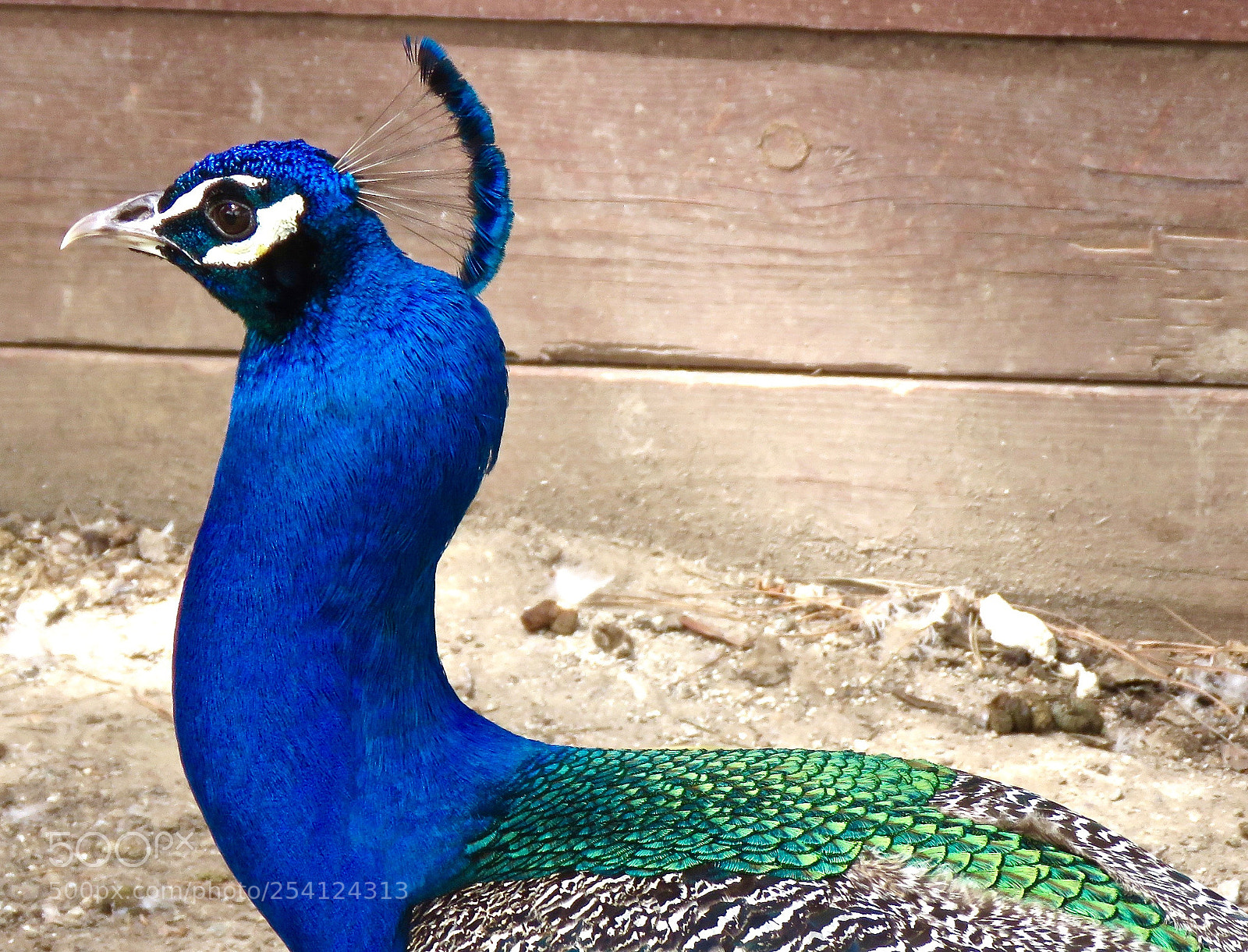 Canon PowerShot SX60 HS sample photo. Mister peacock photography