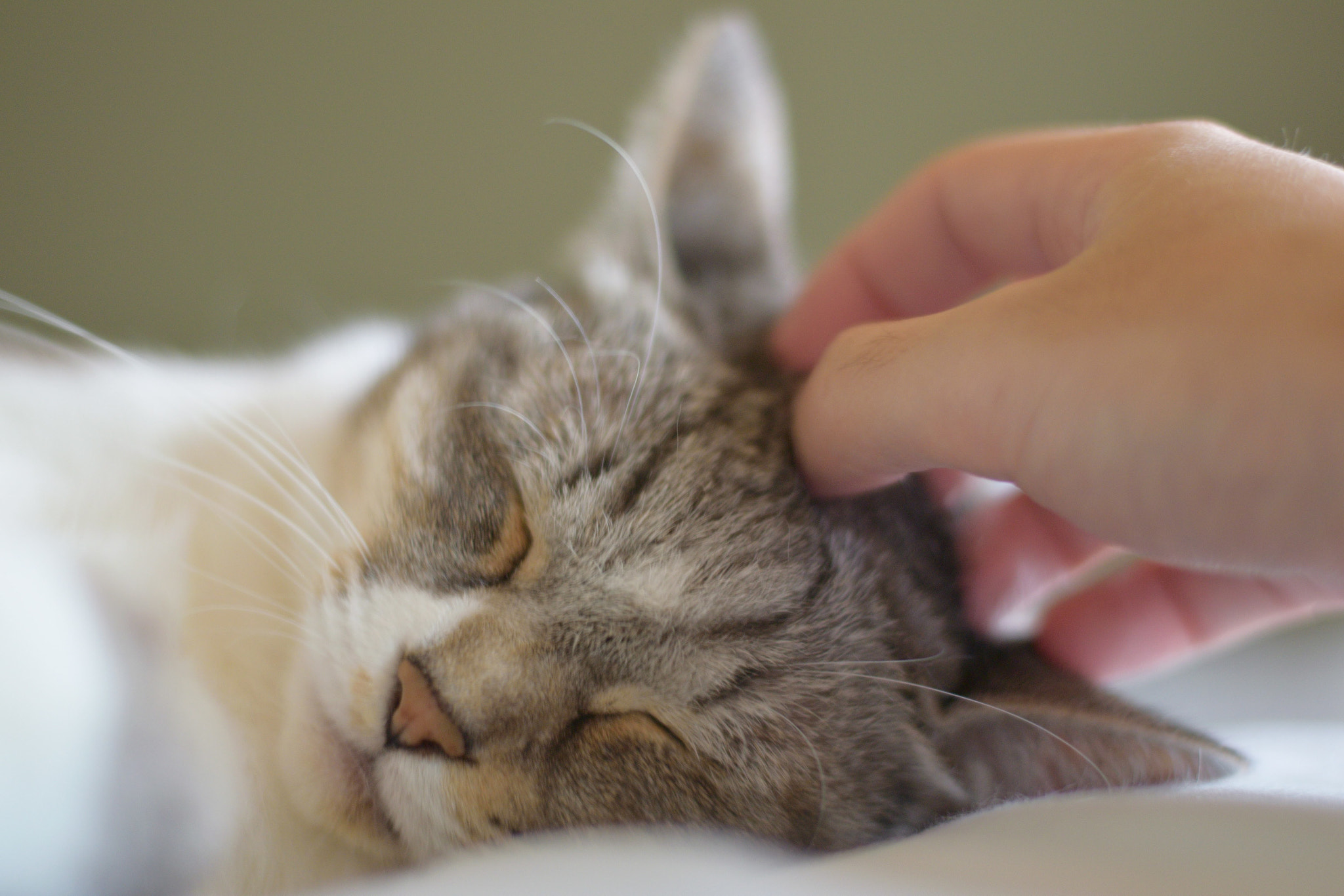 Nikon AF-S Nikkor 50mm F1.8G sample photo. My cat 3 photography