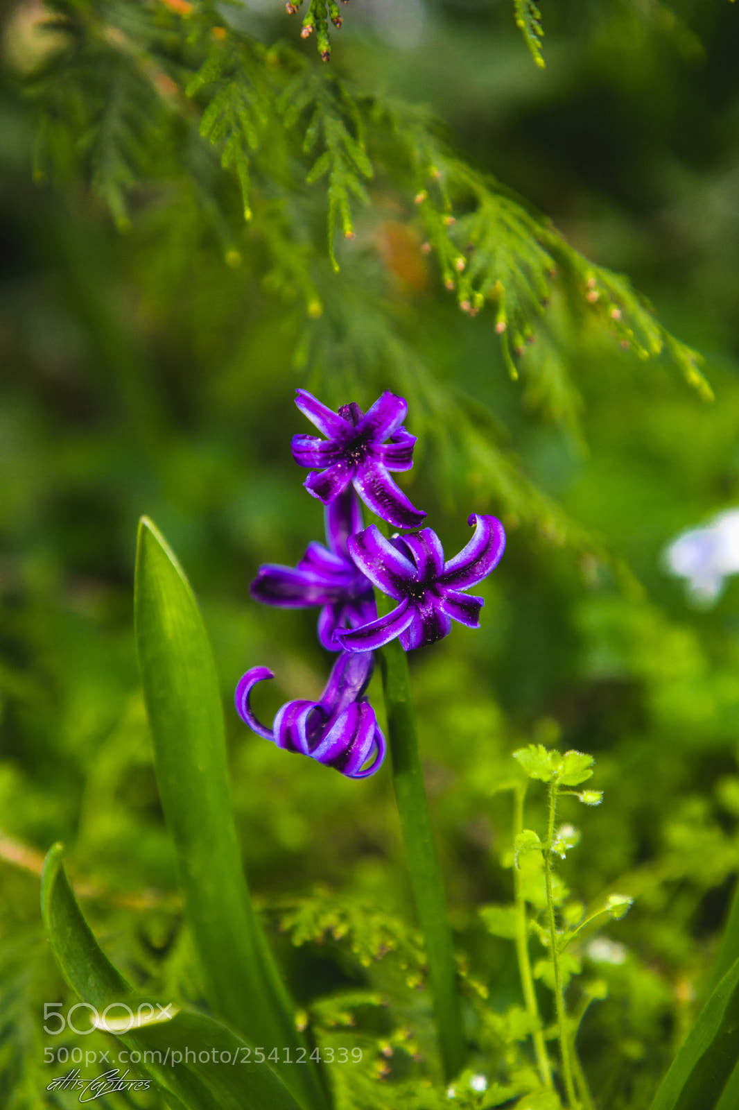 Canon EOS 5D Mark IV sample photo. Our garden photography
