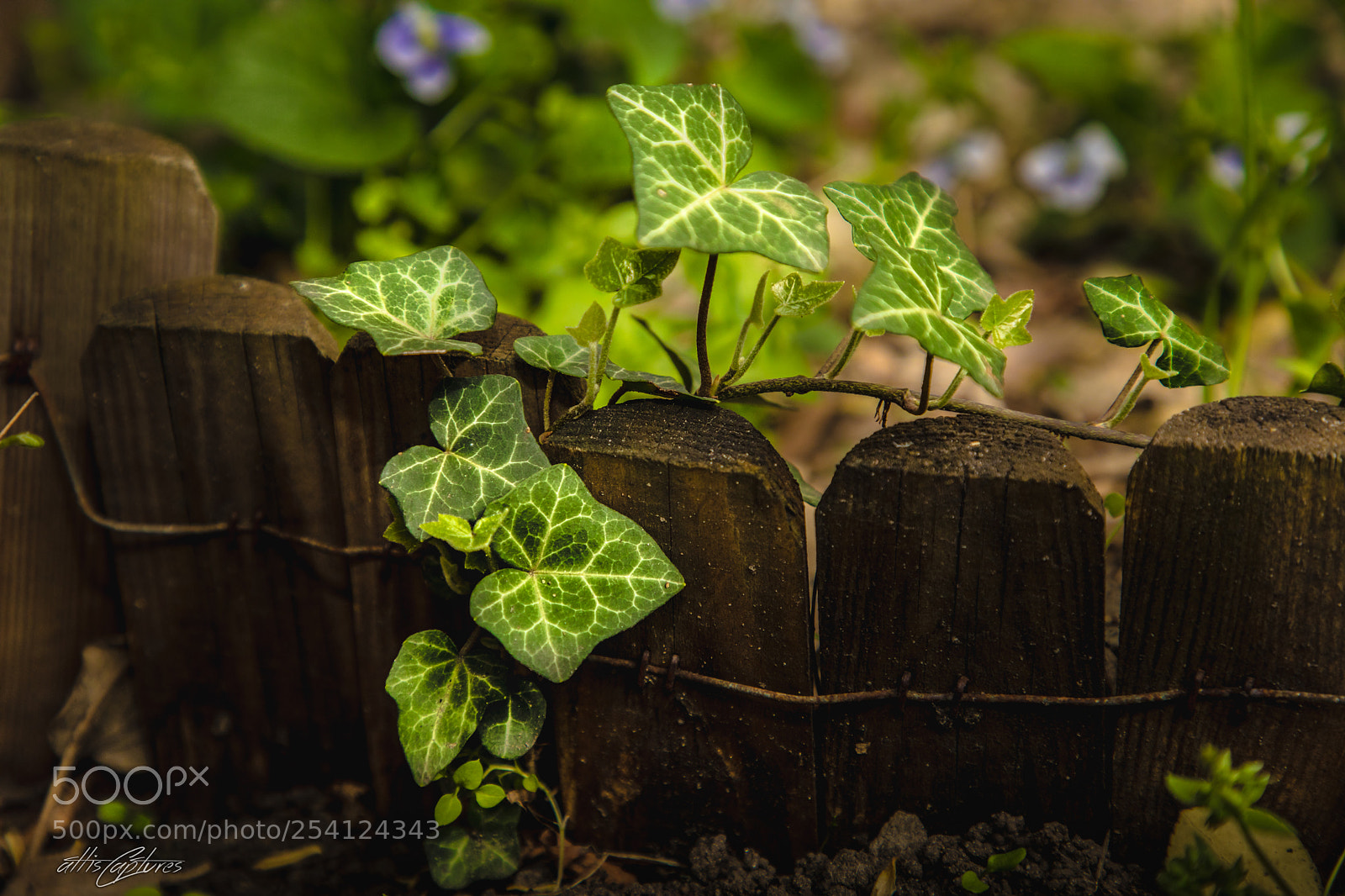 Canon EOS 5D Mark IV sample photo. Our garden photography