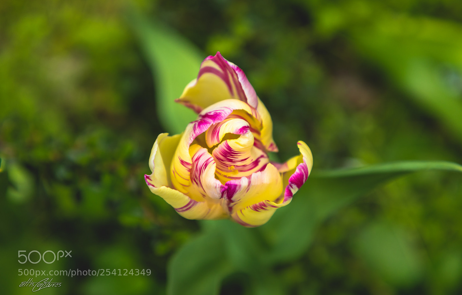 Canon EOS 5D Mark IV sample photo. Our garden photography