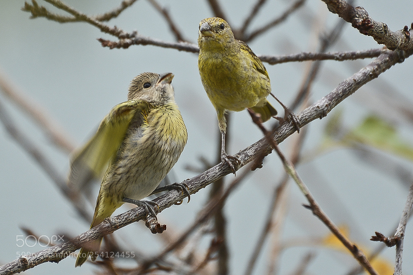Nikon D7100 sample photo. A vida que pulsa photography