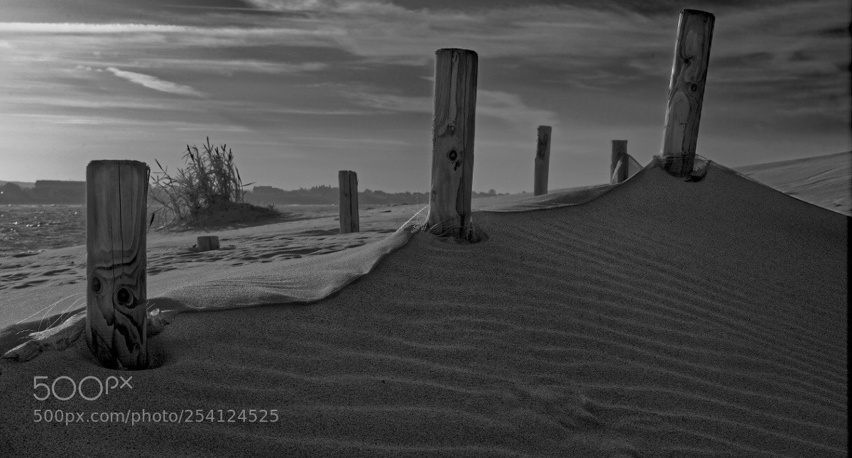 Nikon D610 sample photo. Dune  photography
