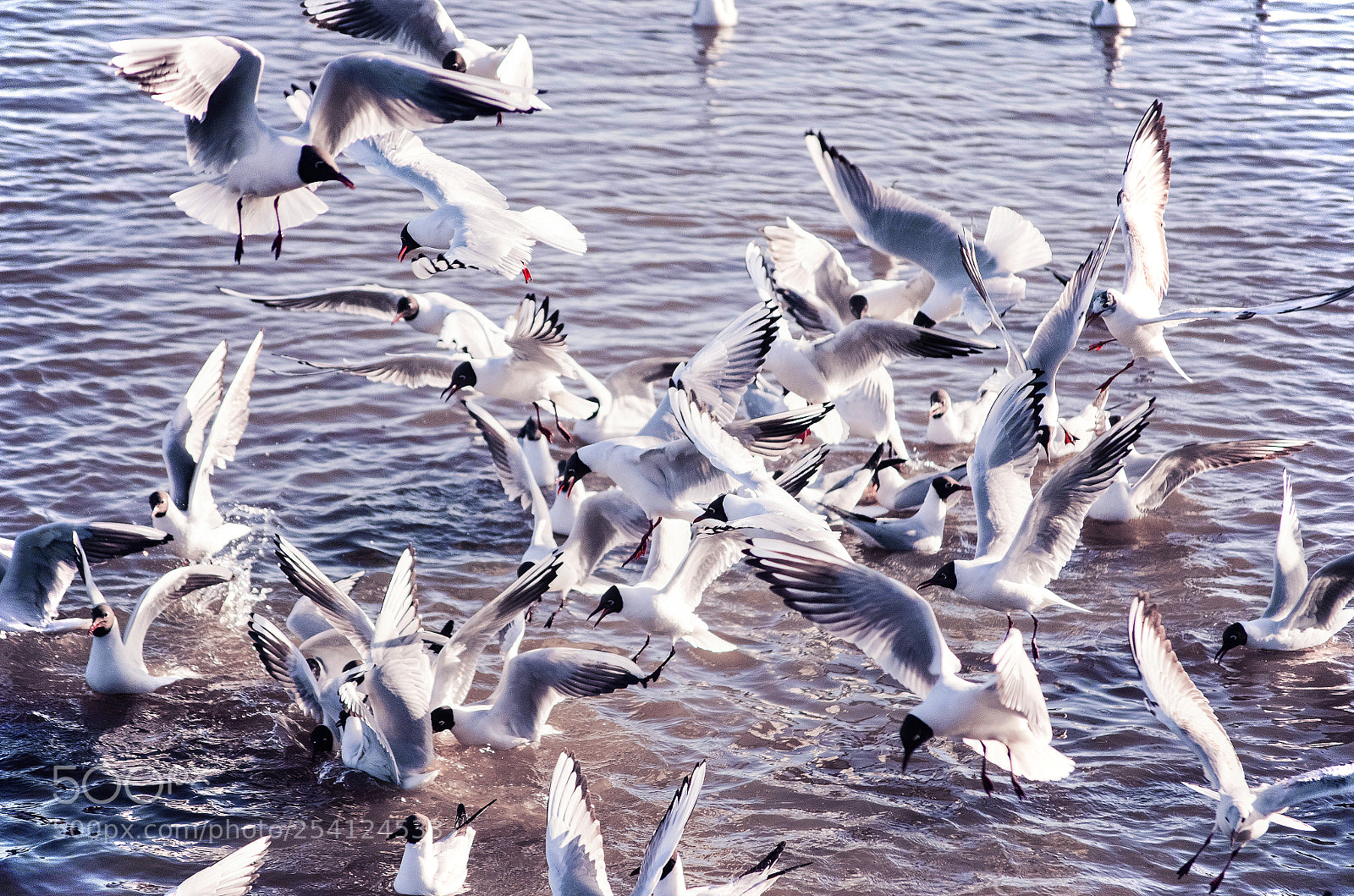 Nikon D7000 sample photo. Gulls photography