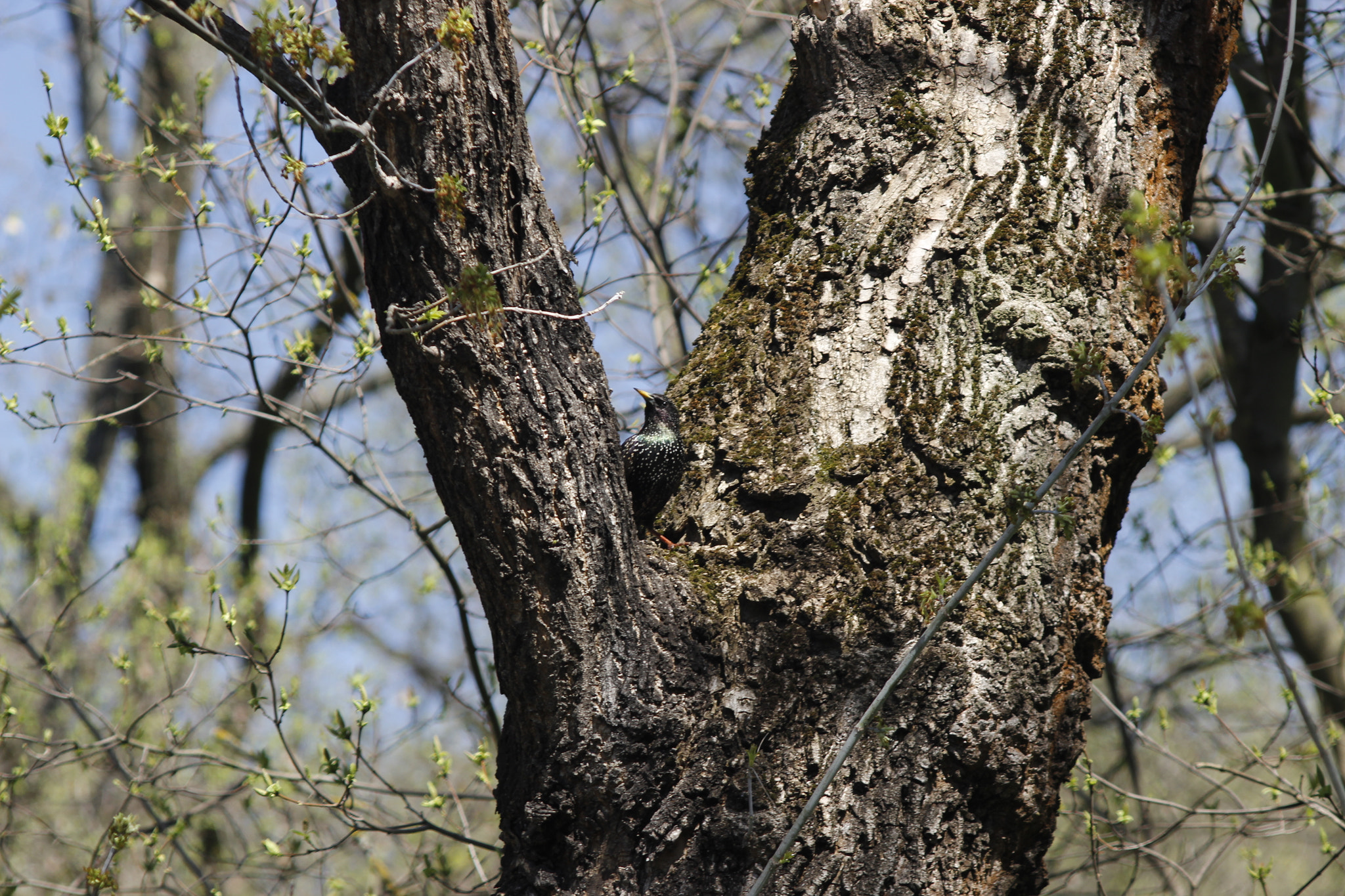 Canon EF 28-80mm f/3.5-5.6 sample photo