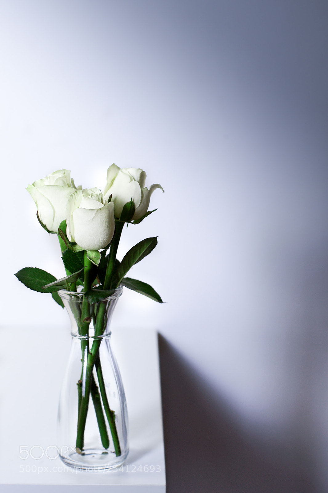 Sony a7 II sample photo. White roses in vase photography