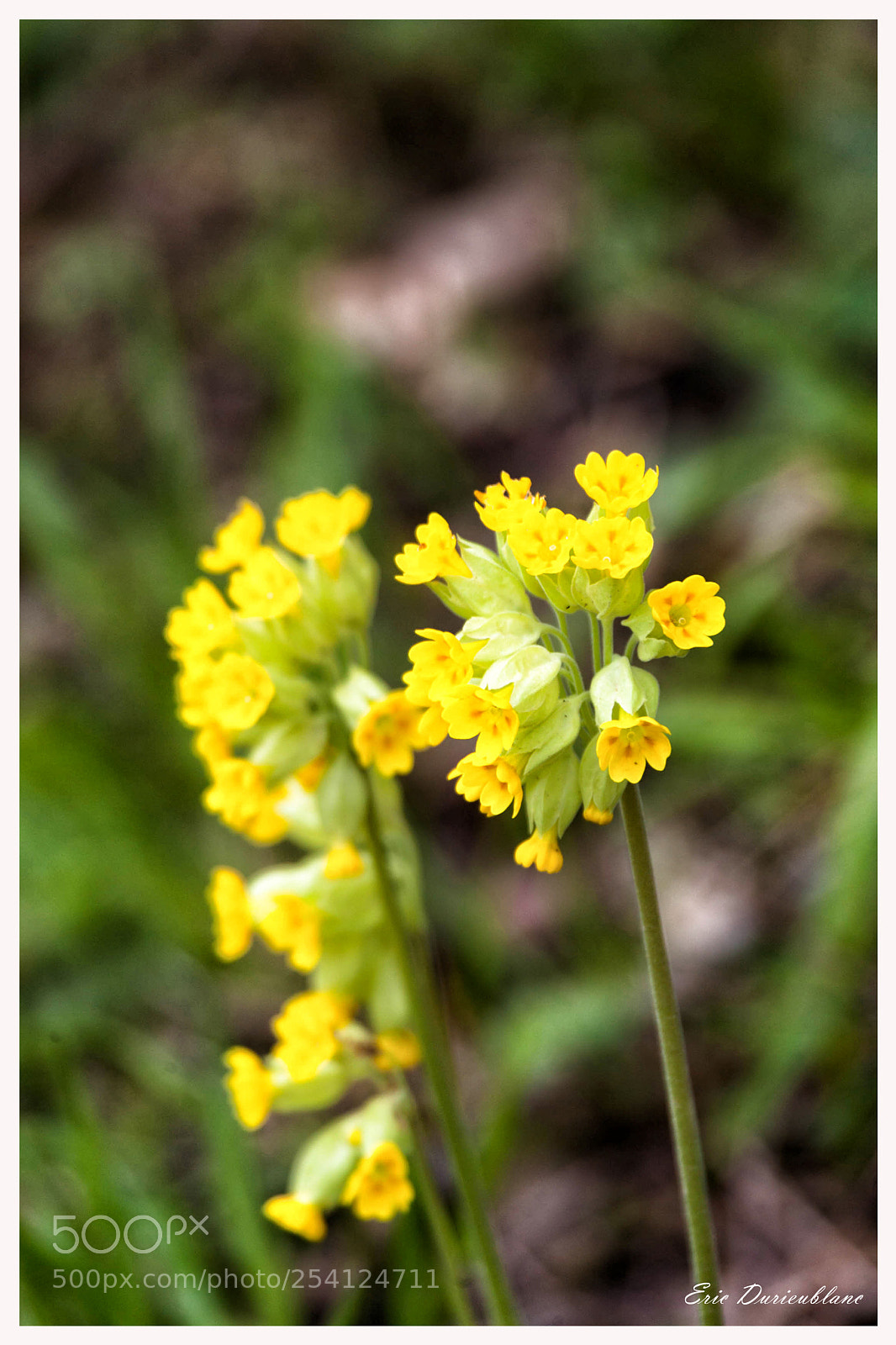 Canon EOS-1D Mark II sample photo. Untitled photography