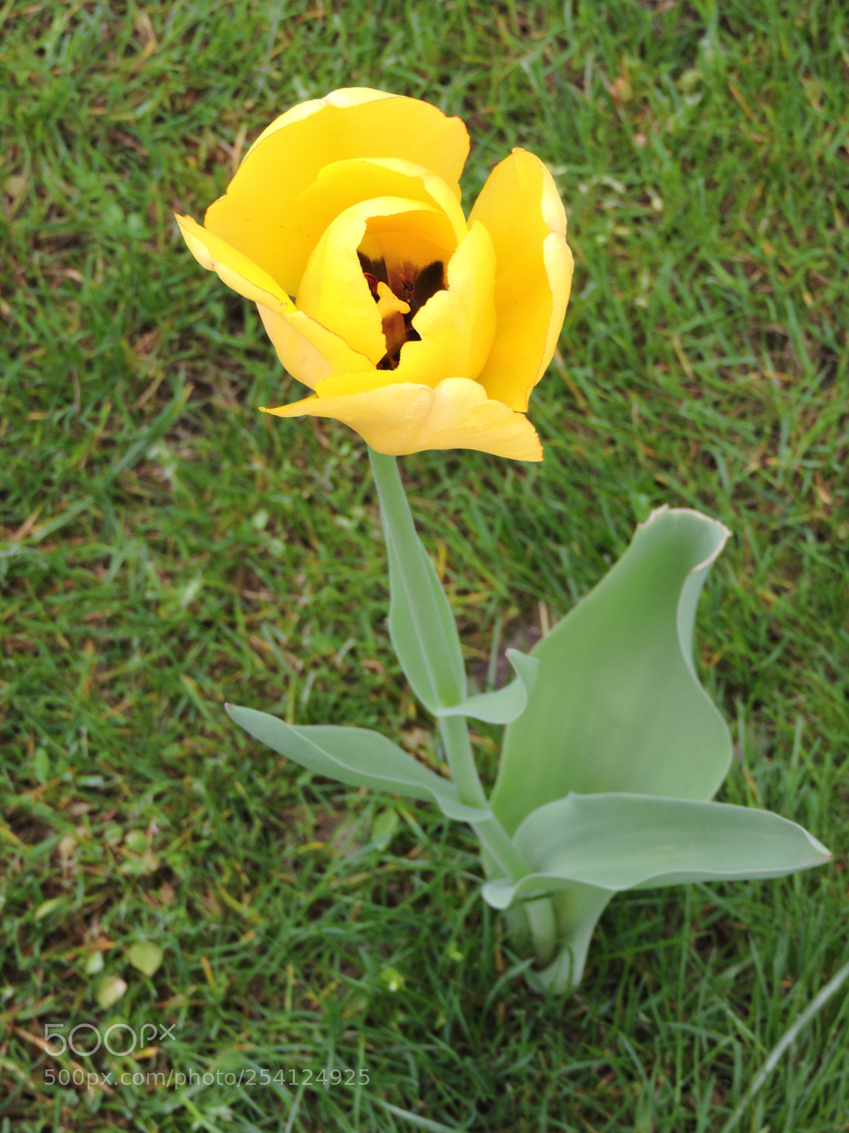 Nikon Coolpix P600 sample photo. Untitled photography
