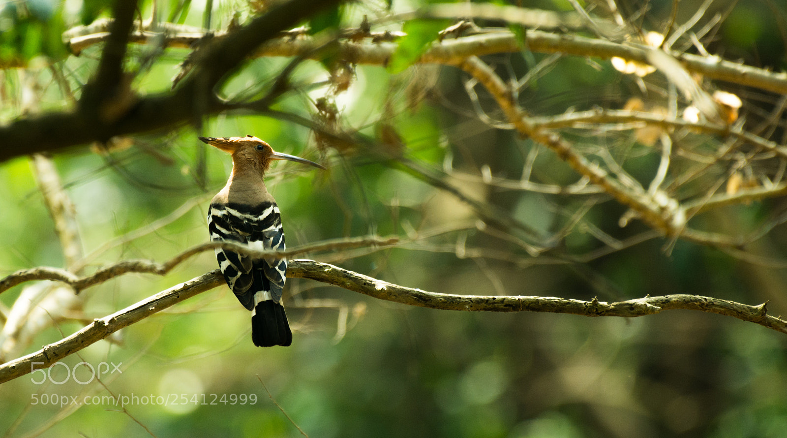 Nikon D7100 sample photo. Hoopoe bird, india photography
