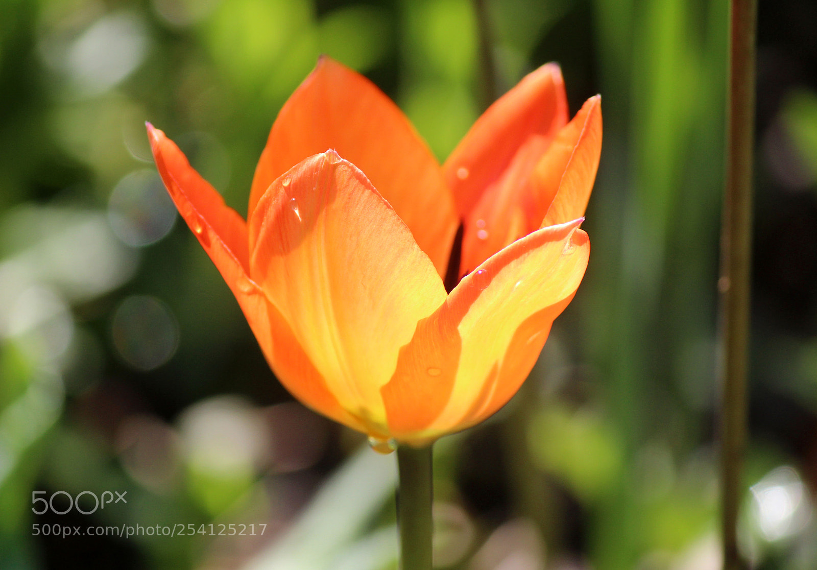 Canon EOS 600D (Rebel EOS T3i / EOS Kiss X5) sample photo. Shining tulip photography