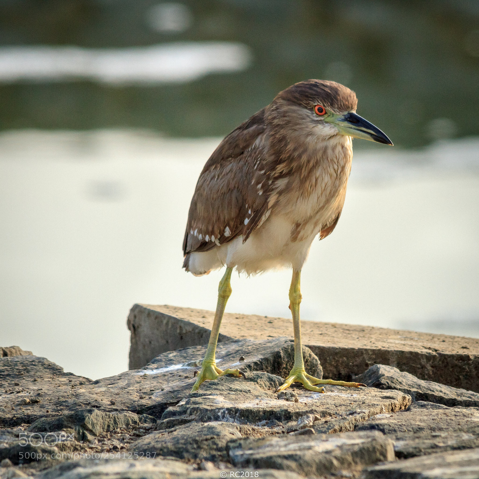 Canon EOS 7D sample photo. Striated heron photography