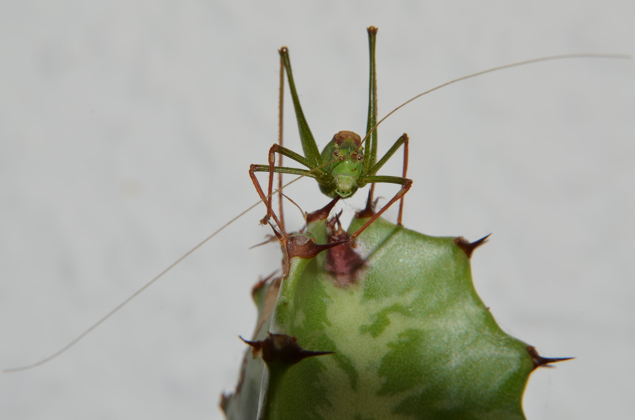 Nikon D5100 sample photo. Grass green photography
