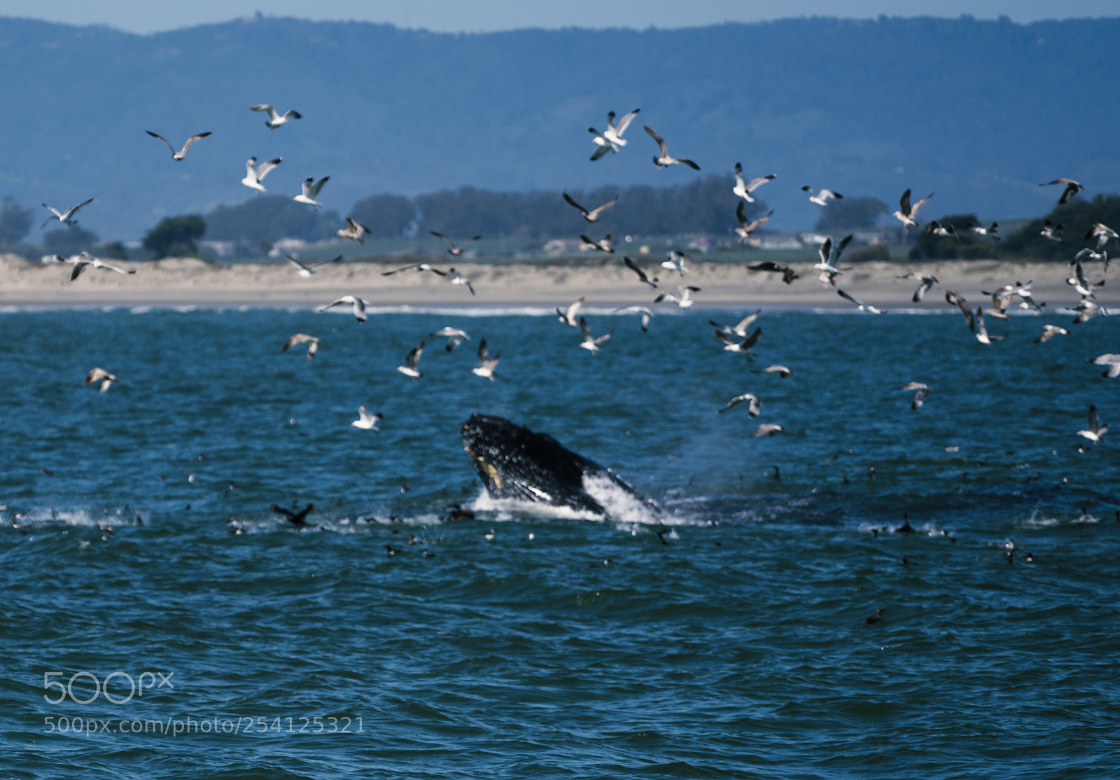 Sony a7 II sample photo. Dsc photography