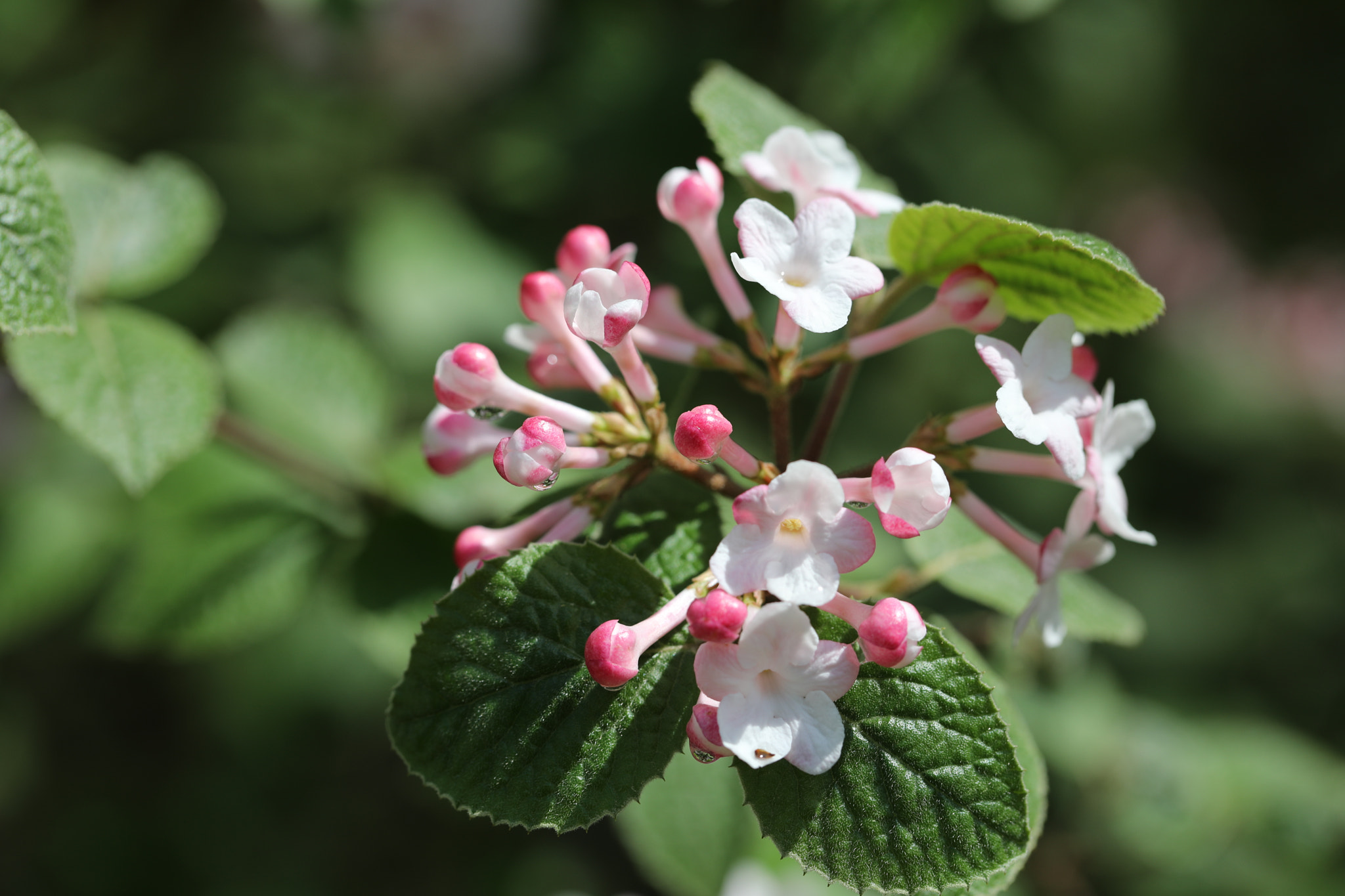 Canon EF 100mm F2.8L Macro IS USM sample photo. Spring photography