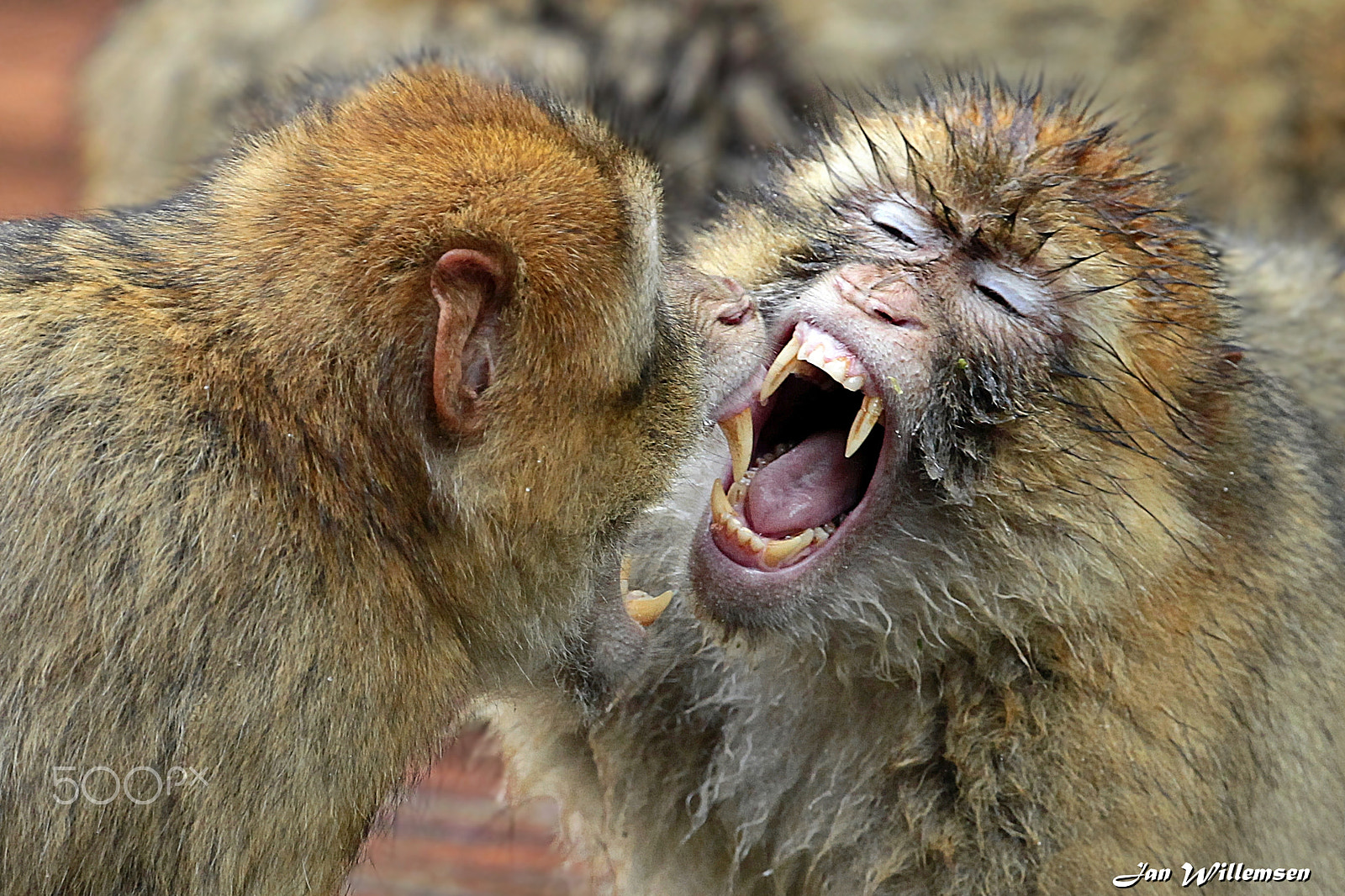 Canon EF 300mm F2.8L IS II USM sample photo. Barbary macaque photography