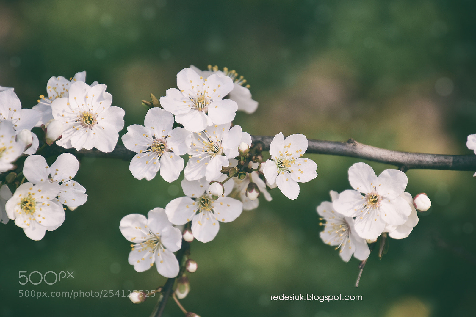 Nikon D5500 sample photo. Http redesiuk.blogspot.com 2018 04 photography