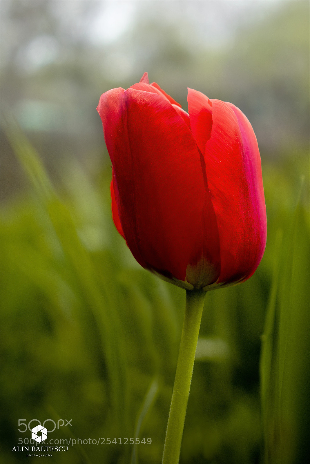 Nikon D3300 sample photo. Tulip photography