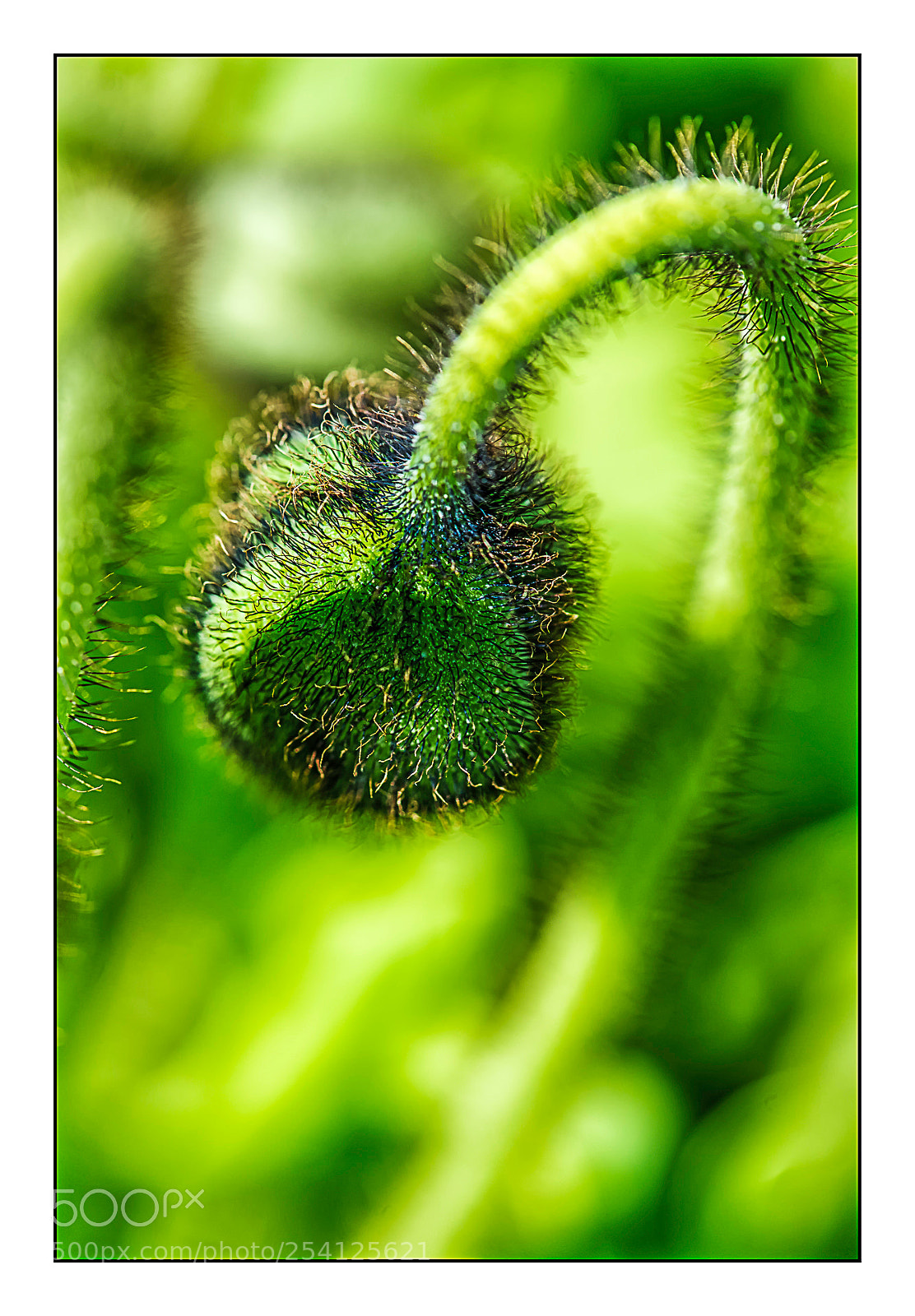 Nikon D610 sample photo. Bouton velu. photography