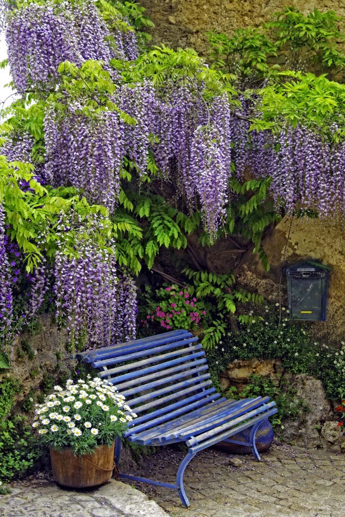 Pentax K-S1 sample photo. Le banc a la glycine photography