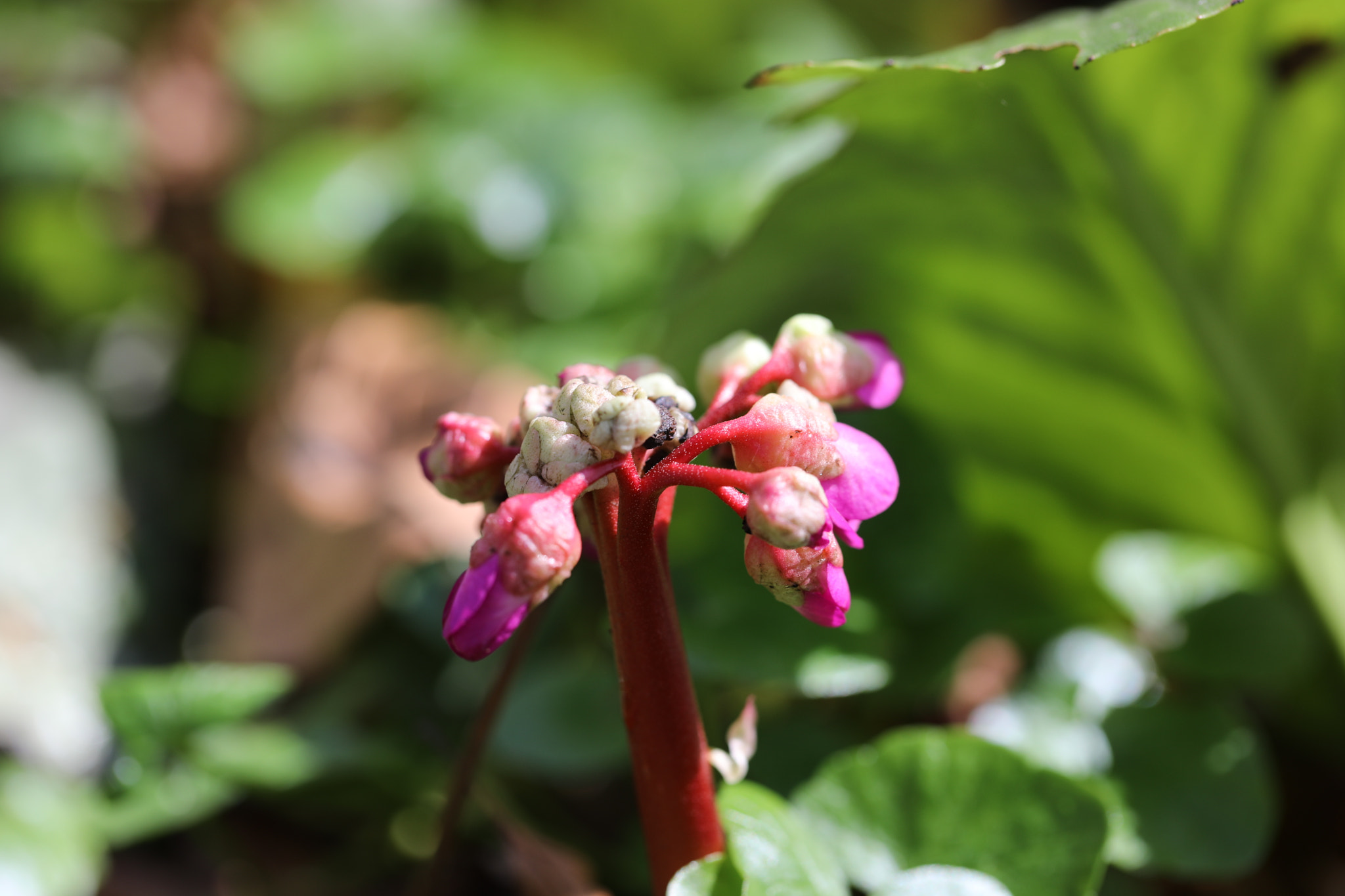 Canon EF 100mm F2.8L Macro IS USM sample photo. Spring schloss dyck germany photography