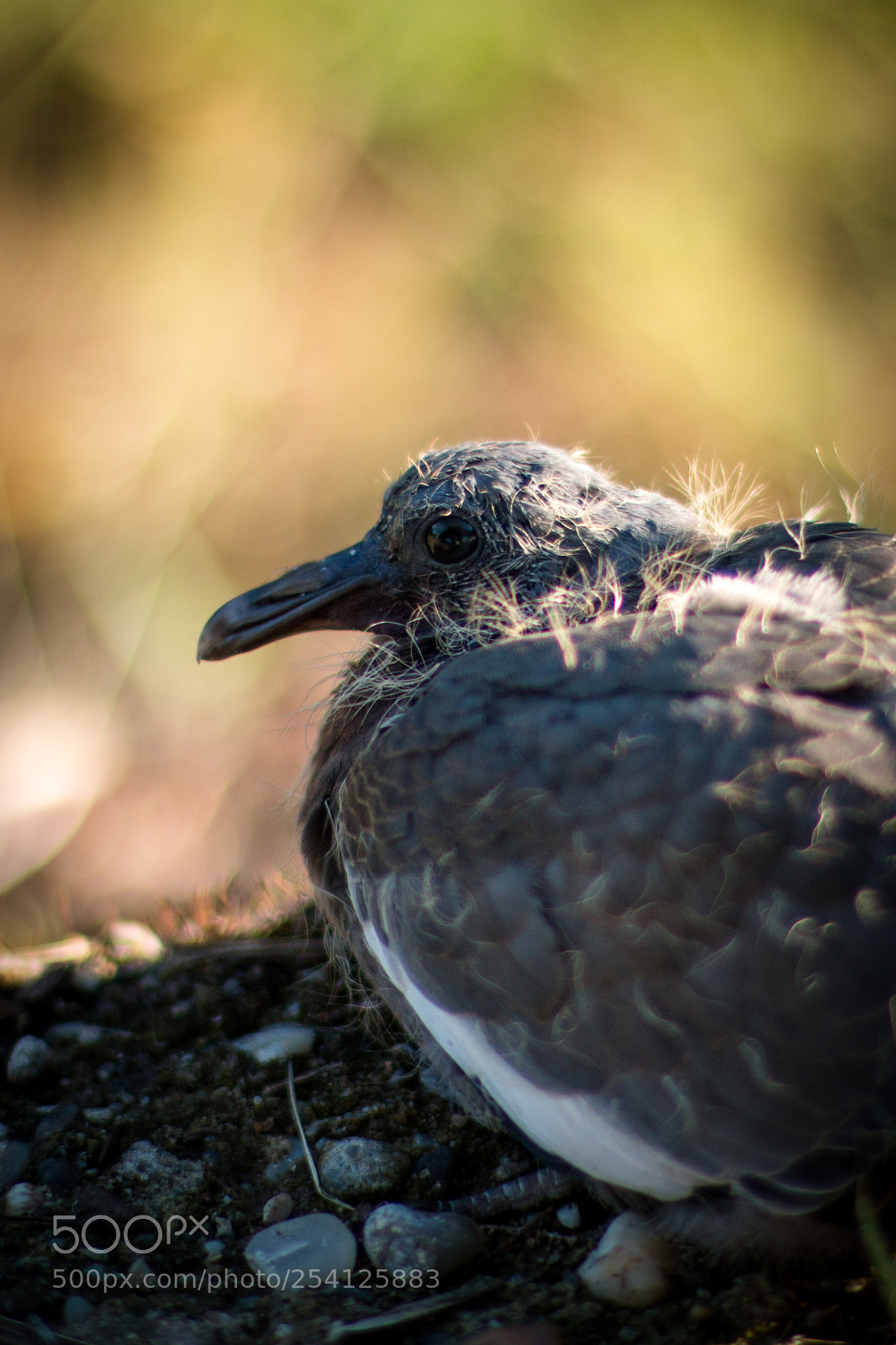 Canon EOS 70D sample photo. Wounded bird photography