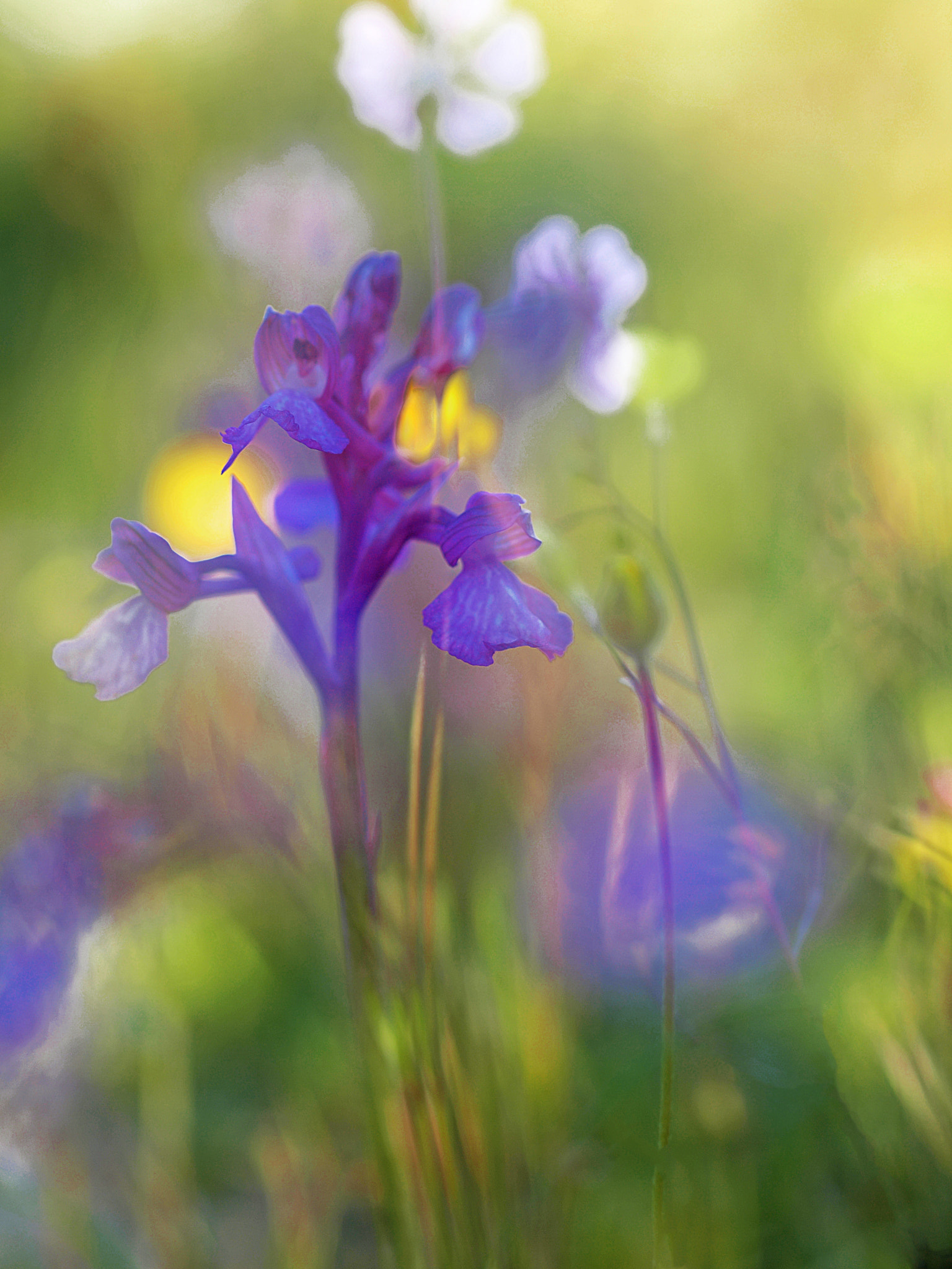 Olympus E-30 sample photo. Dreaming among flowers photography