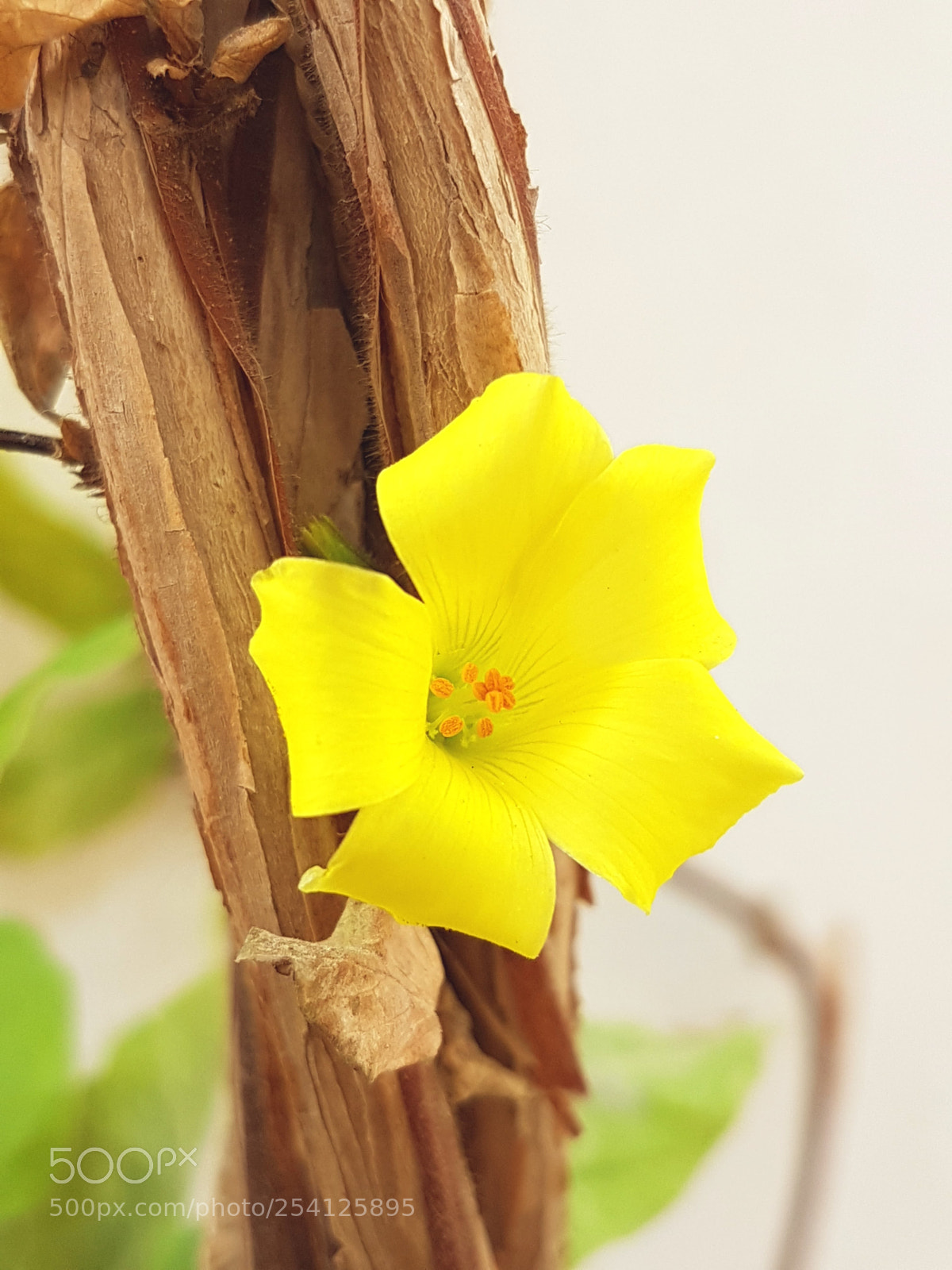Samsung Galaxy S7 Edge sample photo. Untitled photography