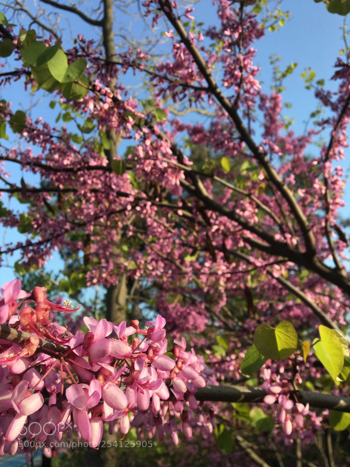 Apple iPhone 6s sample photo. Lovelyspring photography