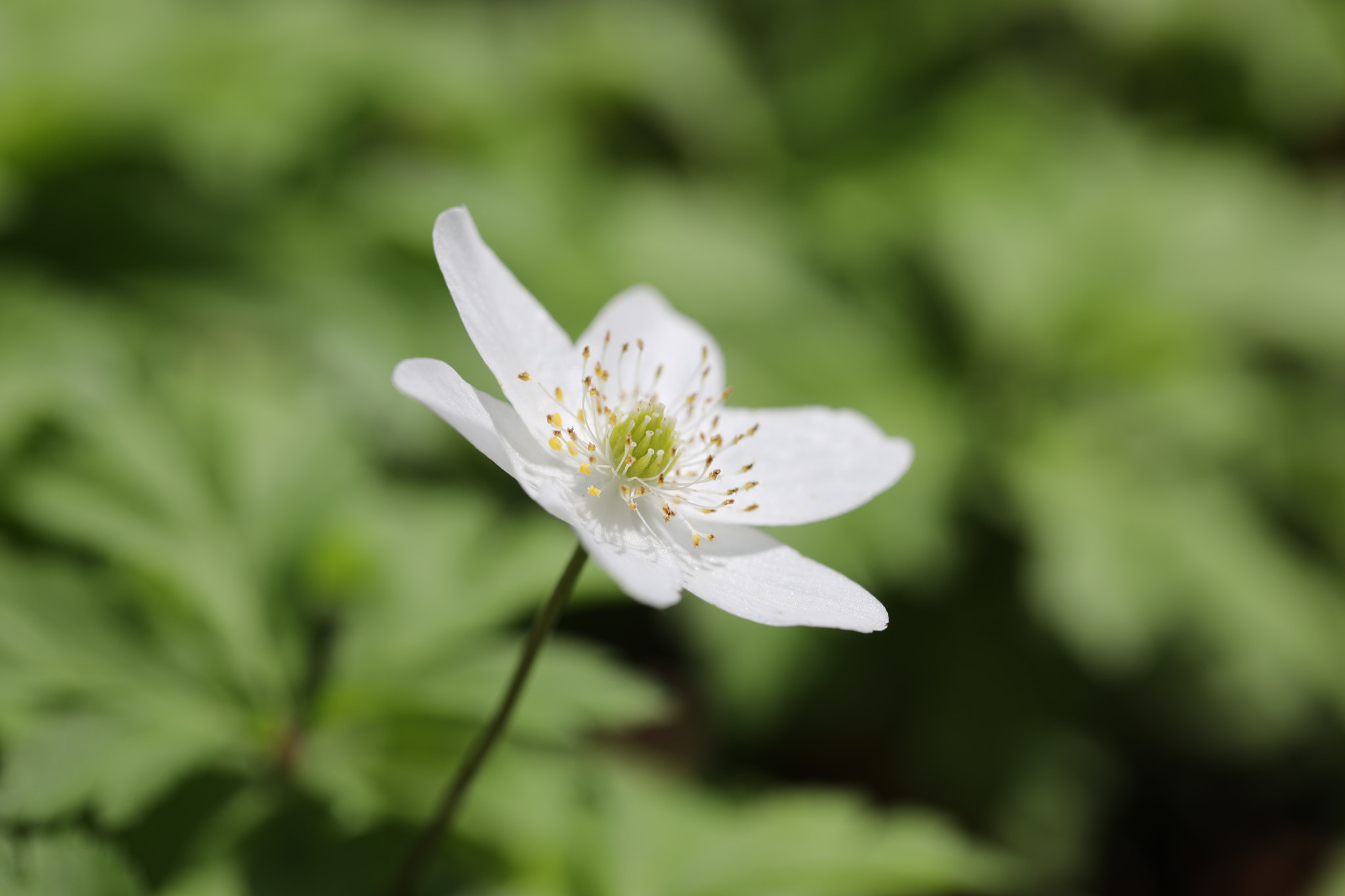 Canon EF 100mm F2.8L Macro IS USM sample photo. Springtime photography