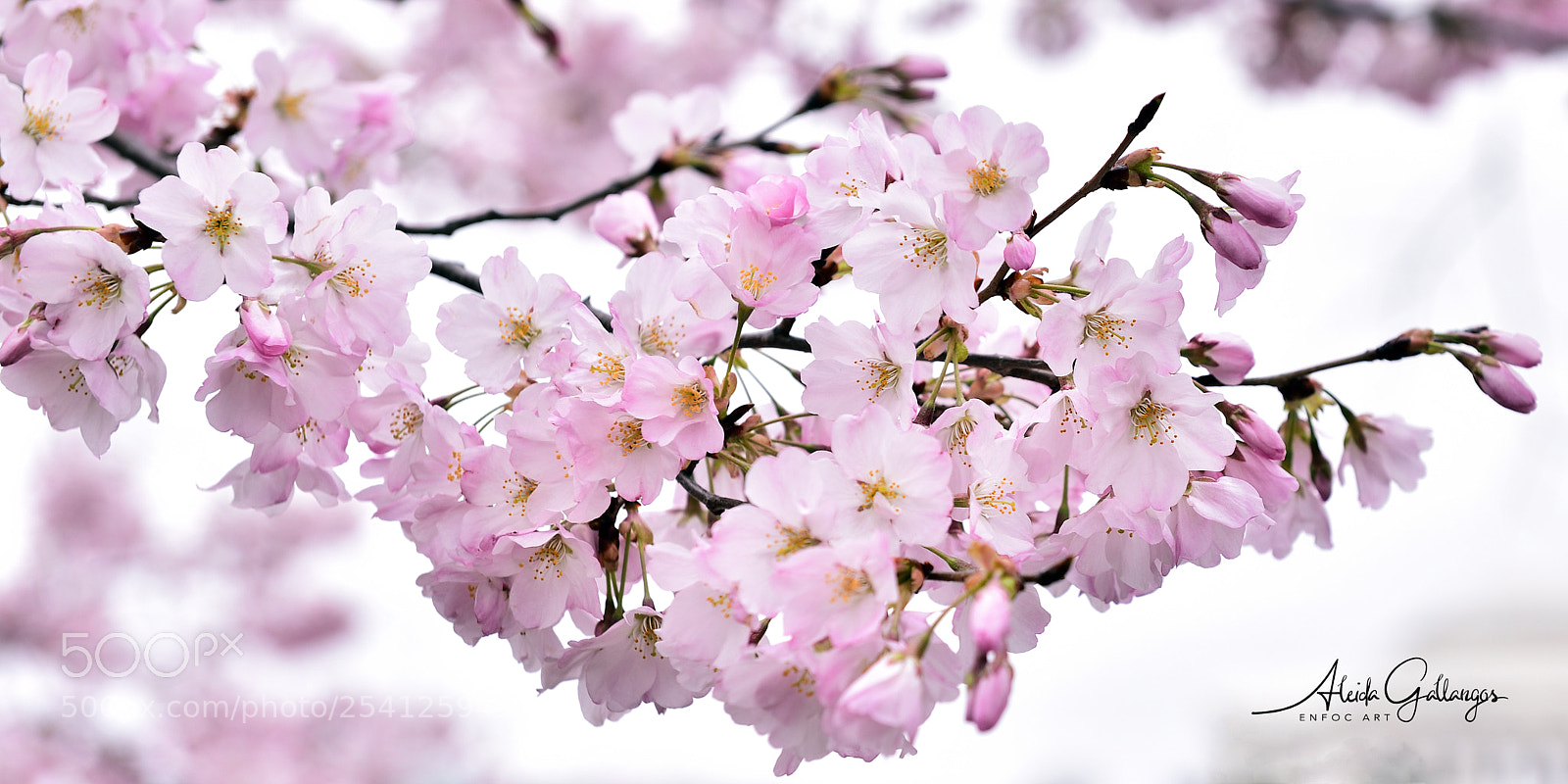 Nikon D750 sample photo. Cherry blossoms 2018 photography