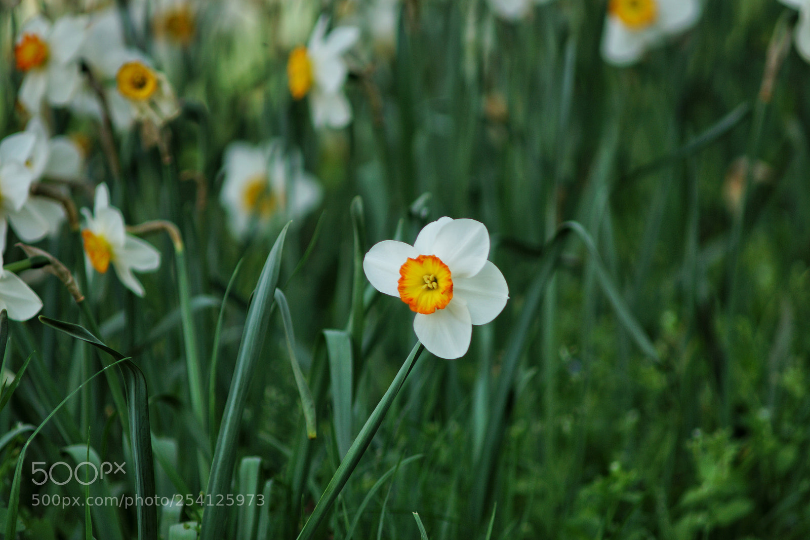 Sony SLT-A77 sample photo. .... photography