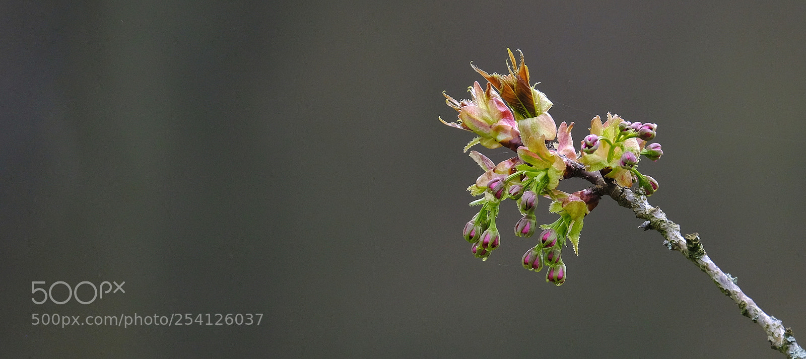 Fujifilm X-H1 sample photo. Promise of beauty photography