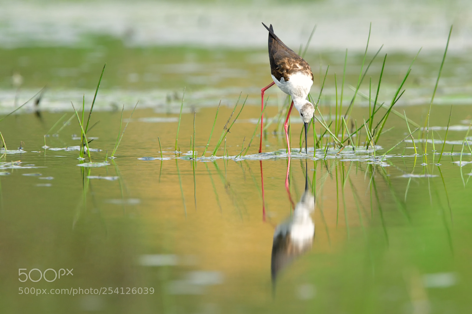 Nikon D850 sample photo. Black-winged stilt/himantopus himantopus photography