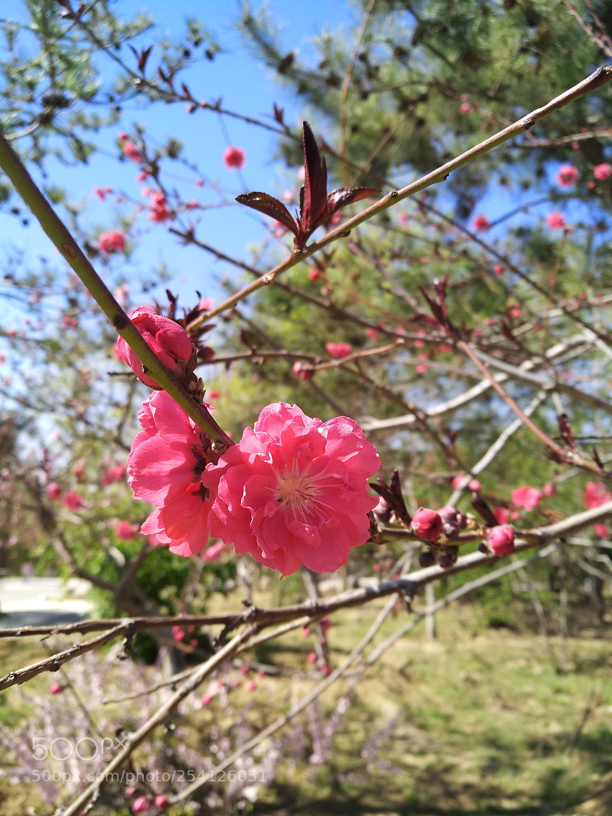 Xiaomi MI MAX 2 sample photo. Untitled photography