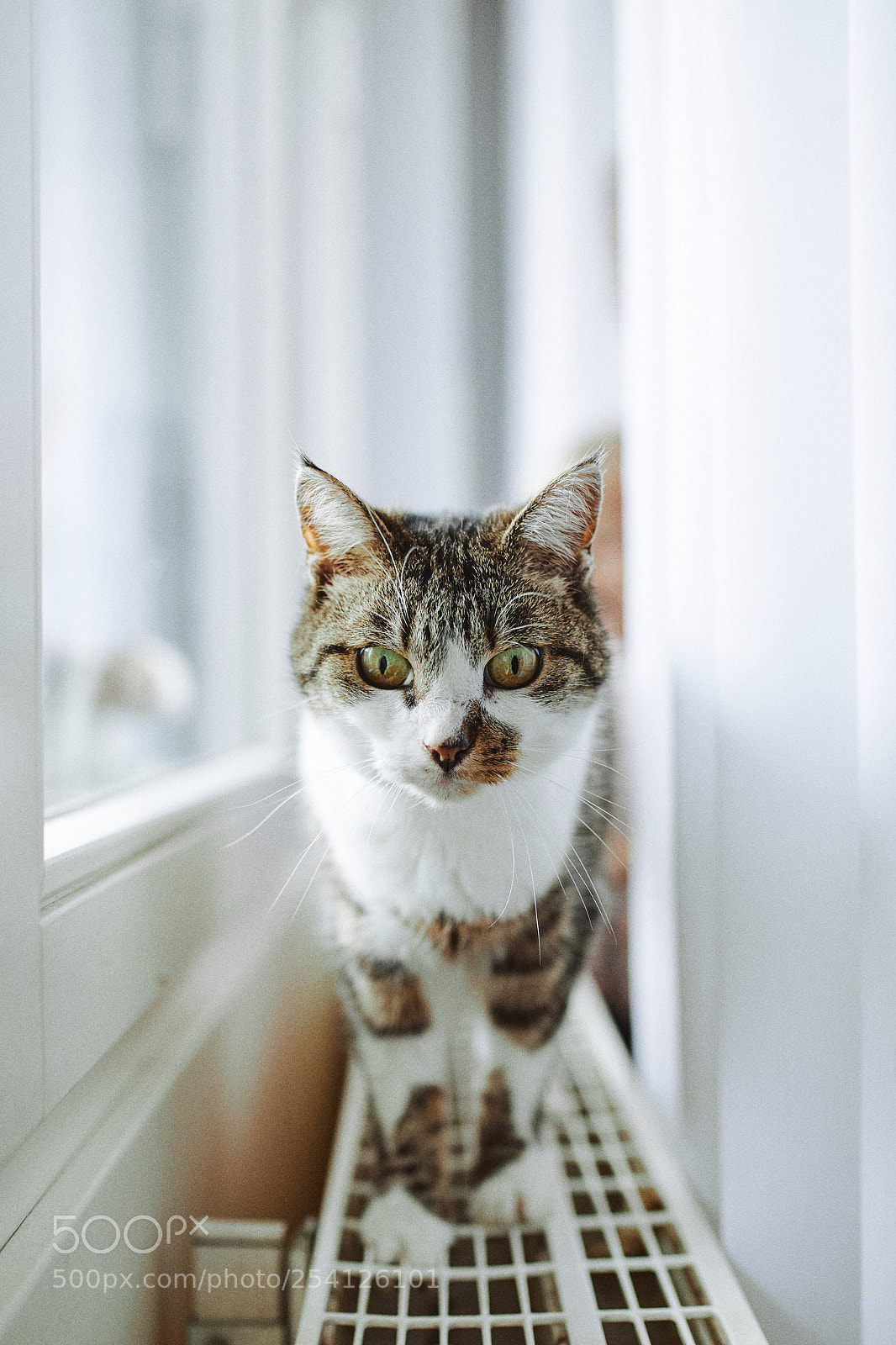 Canon EOS 5D Mark IV sample photo. Ruby photography