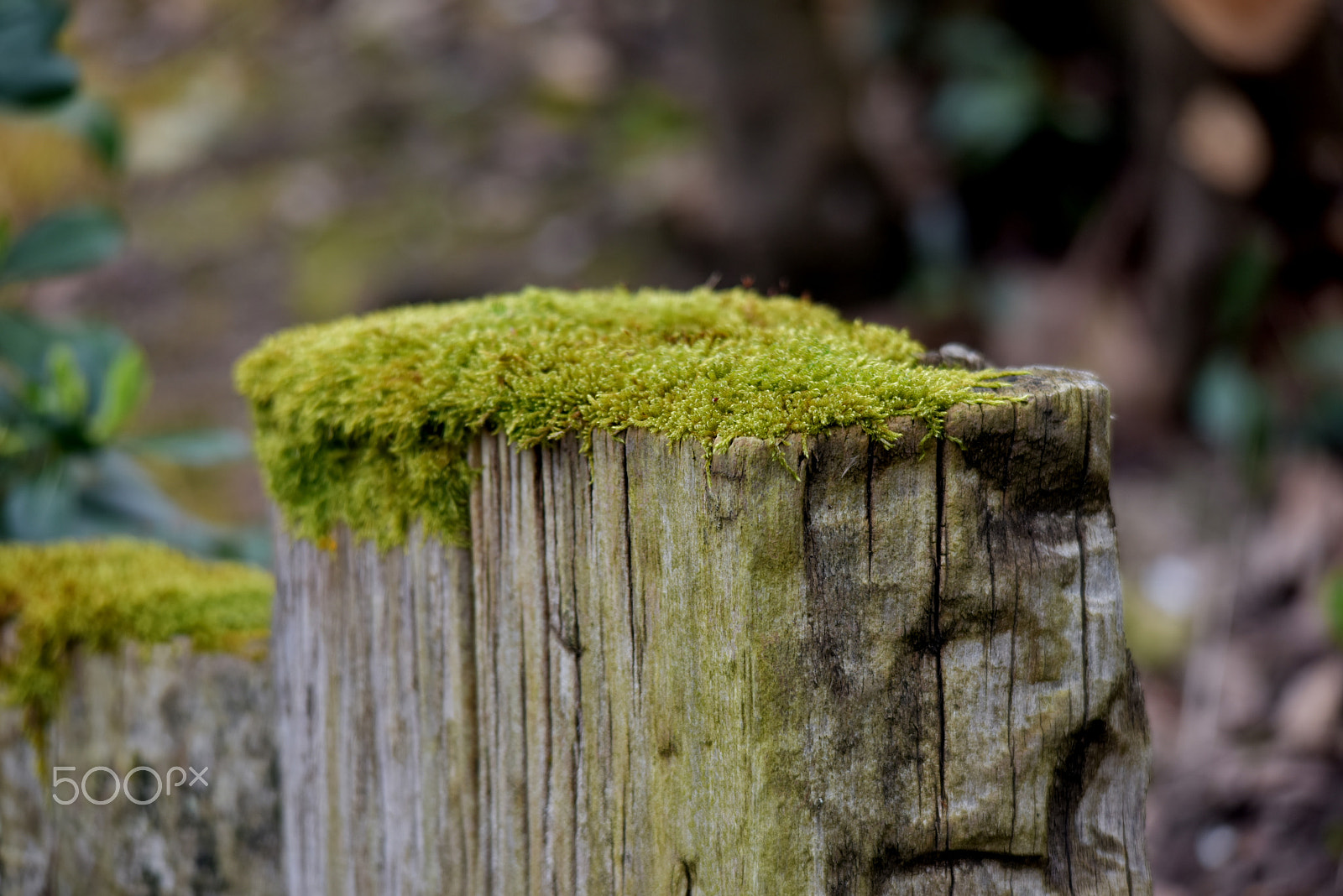 Sigma 150-500mm F5-6.3 DG OS HSM sample photo. Yosun photography